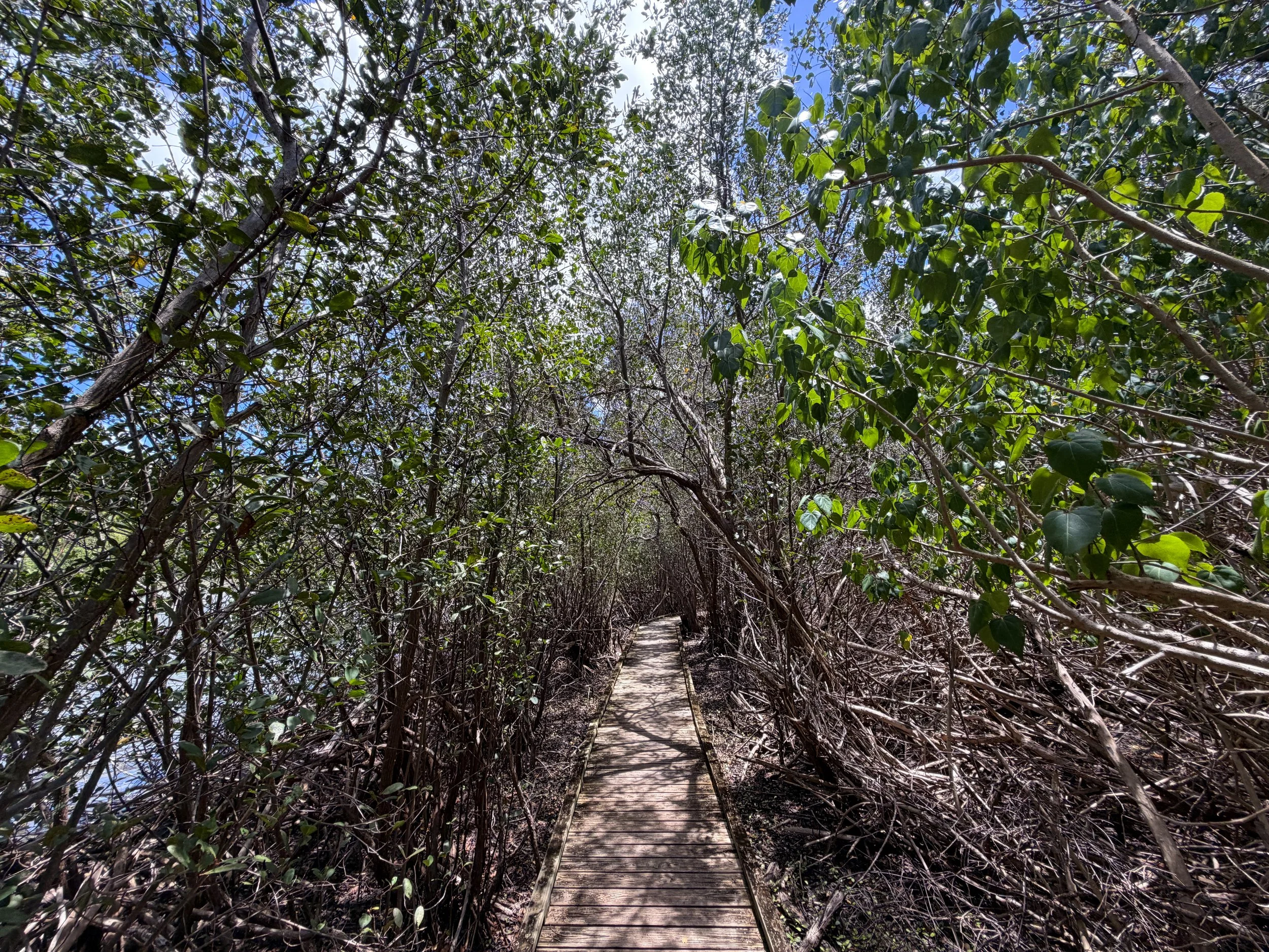 Francis Bay Loop Trail Virgin Islands National Park