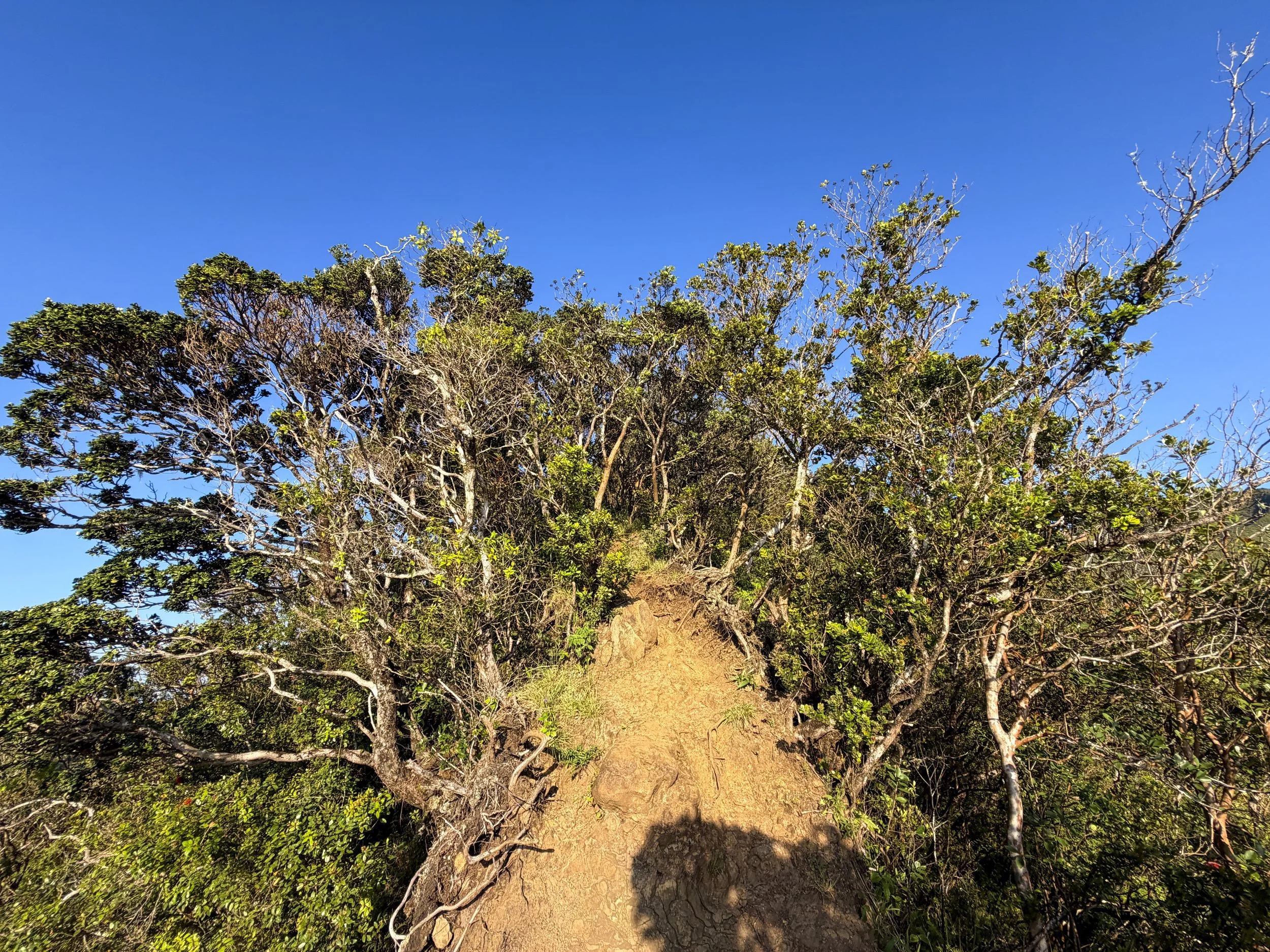 Moanalua Middle Ridge Hike Oahu Hawaii