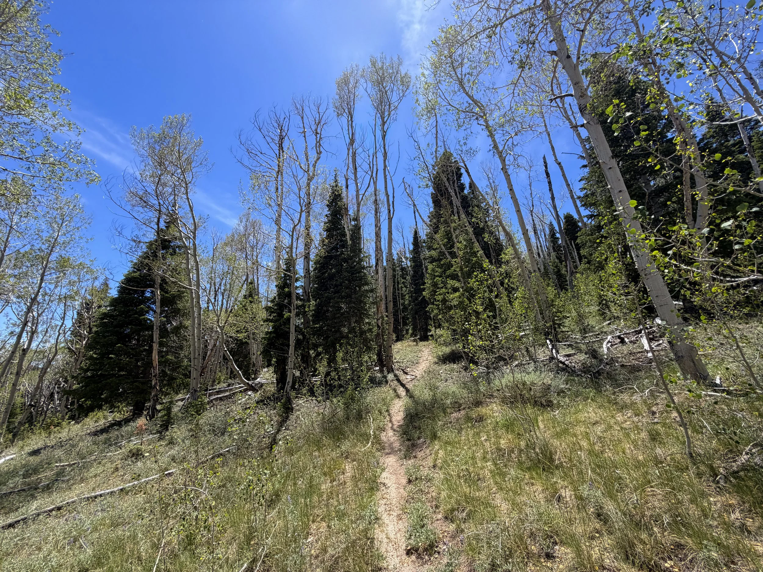Serviceberry Loop Trail Great Basin National Park Nevada