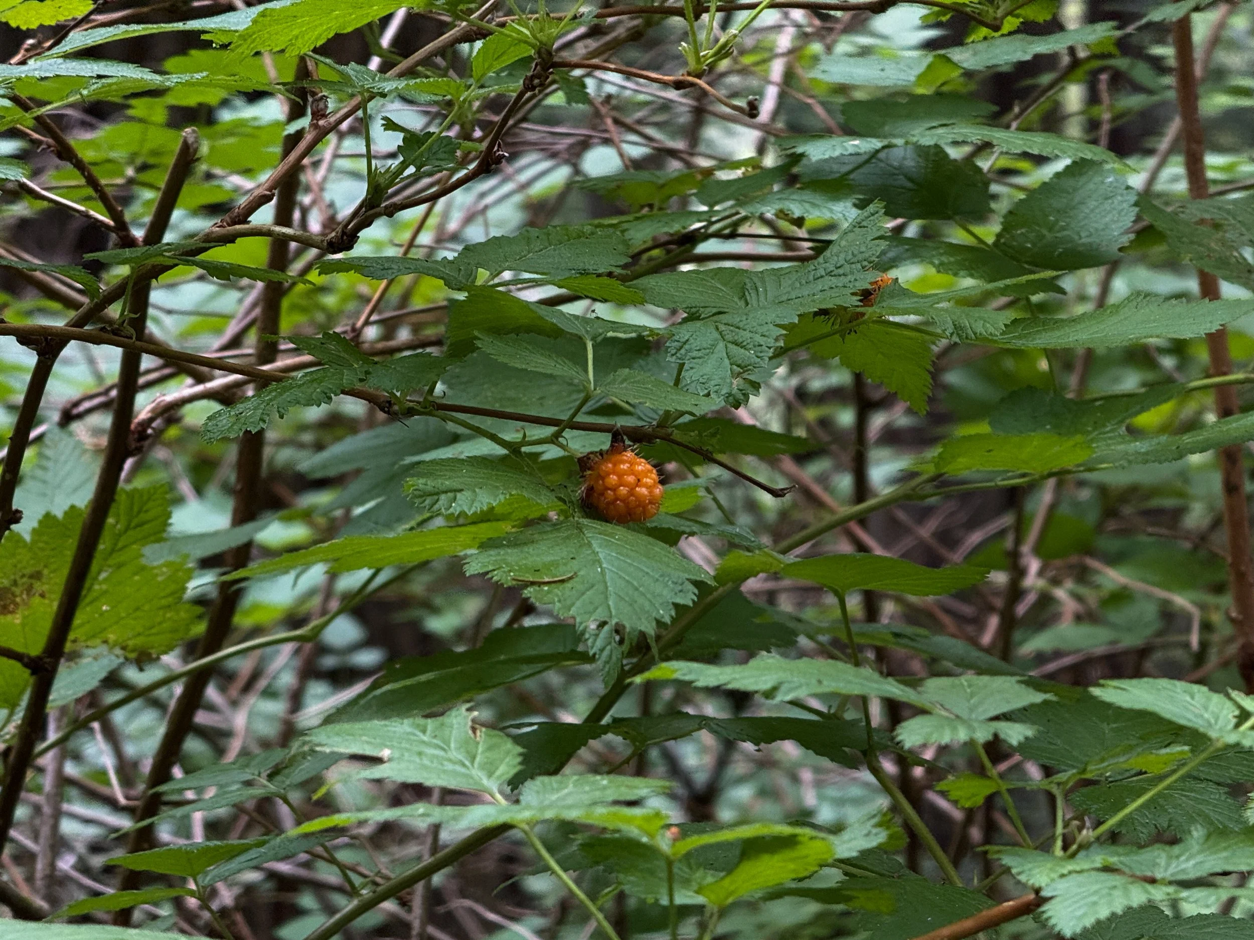 Salmonberry Rubus spectabilis