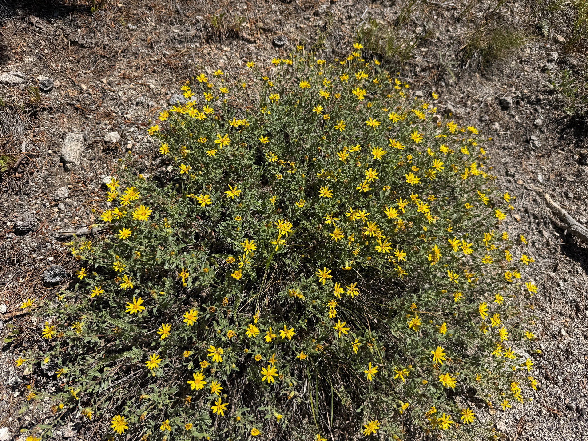 Hairy Goldenaster Heterotheca villosa