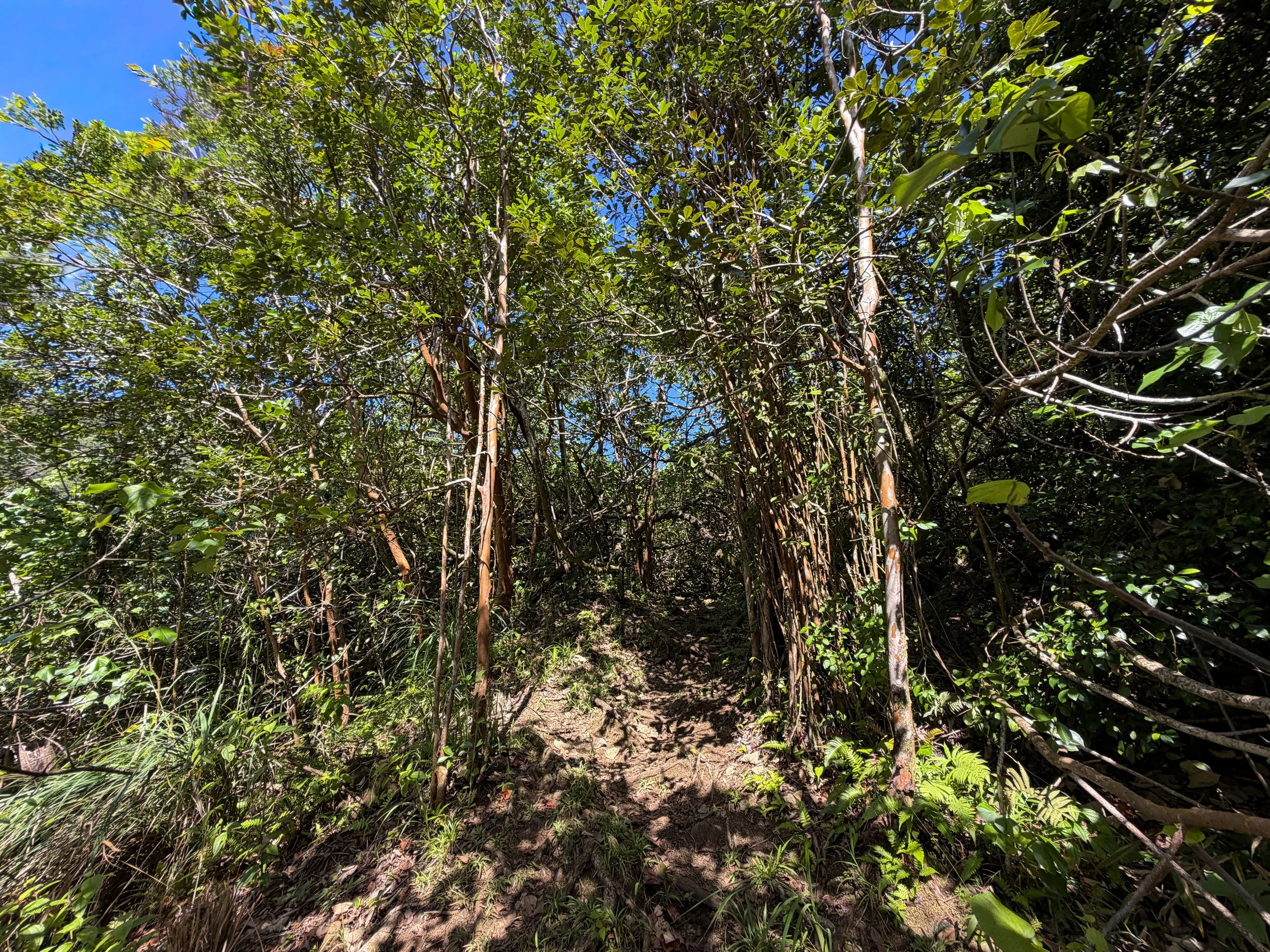 Kulanaahane Trail Oahu Hawaii