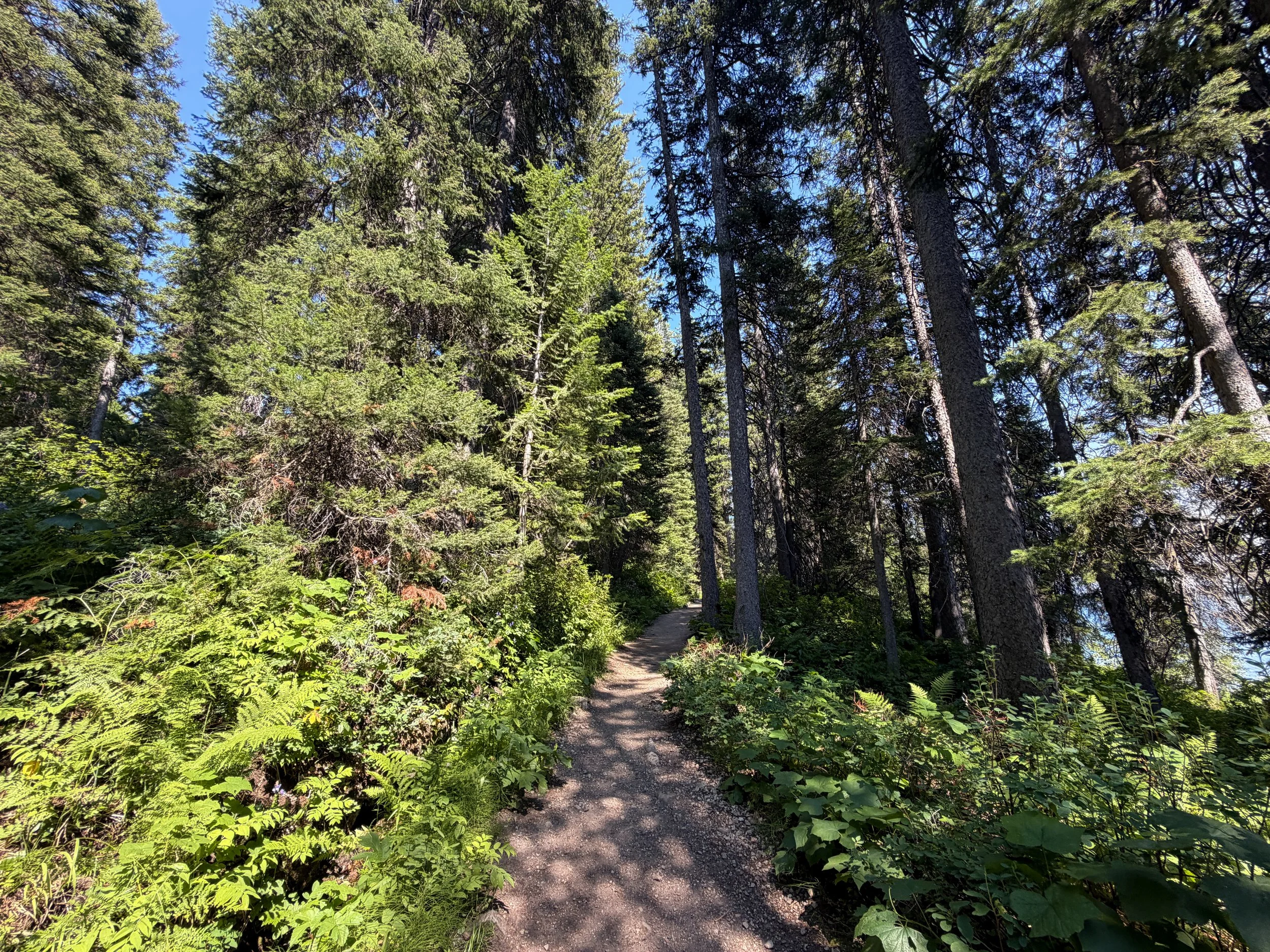 Jenny Lake Loop Trail Grand Teton National Park Wyoming