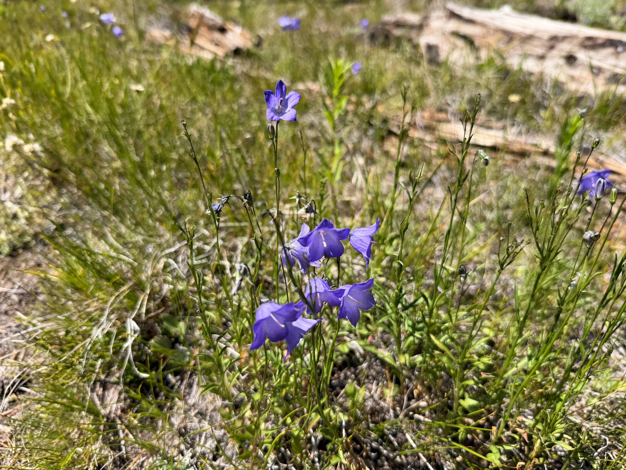 Western Harebell Campanula petiolata