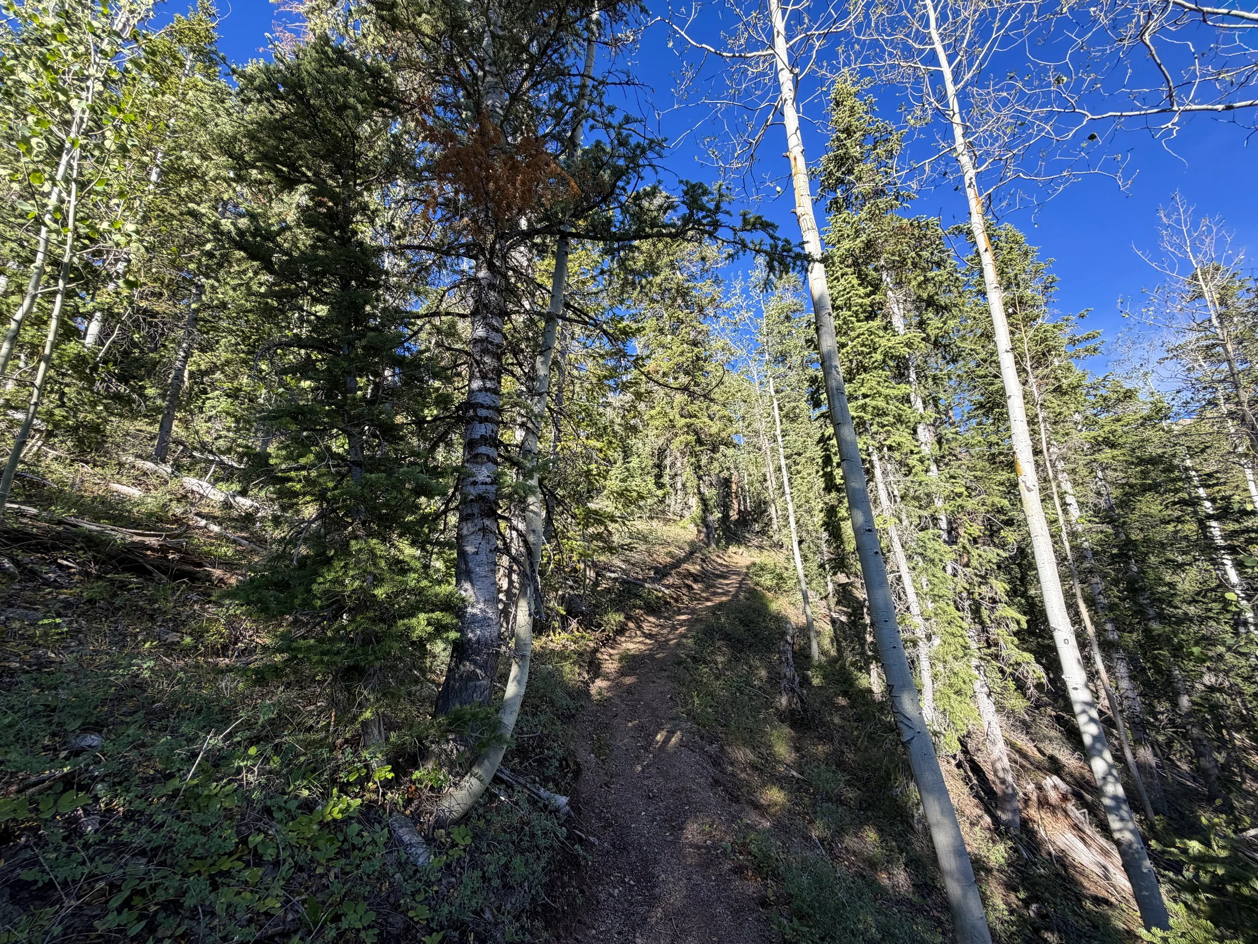 Snake Creek Overlook Loop Trail Great Basin National Park Nevada