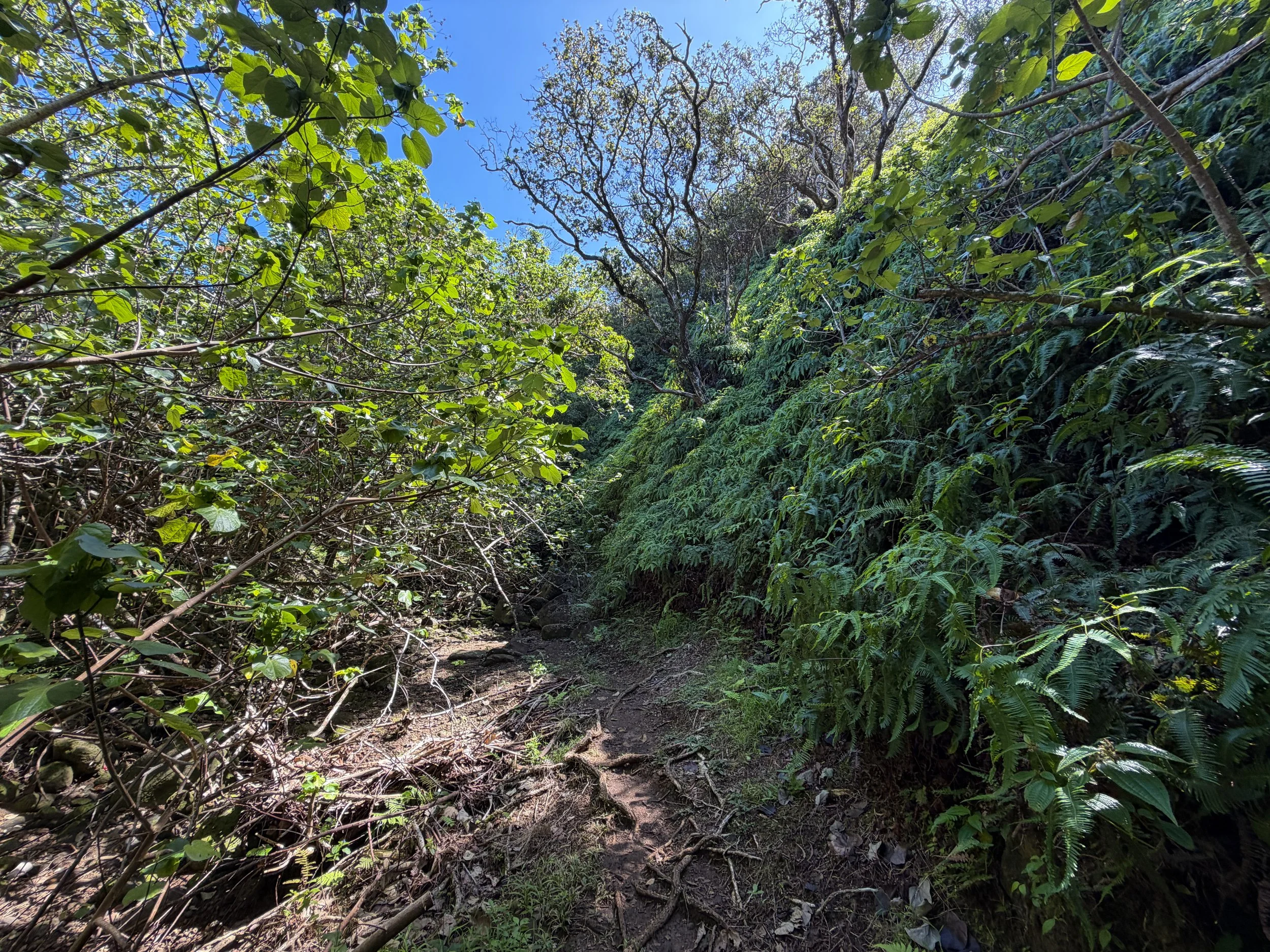 Kulanaahane Trail Oahu Hawaii