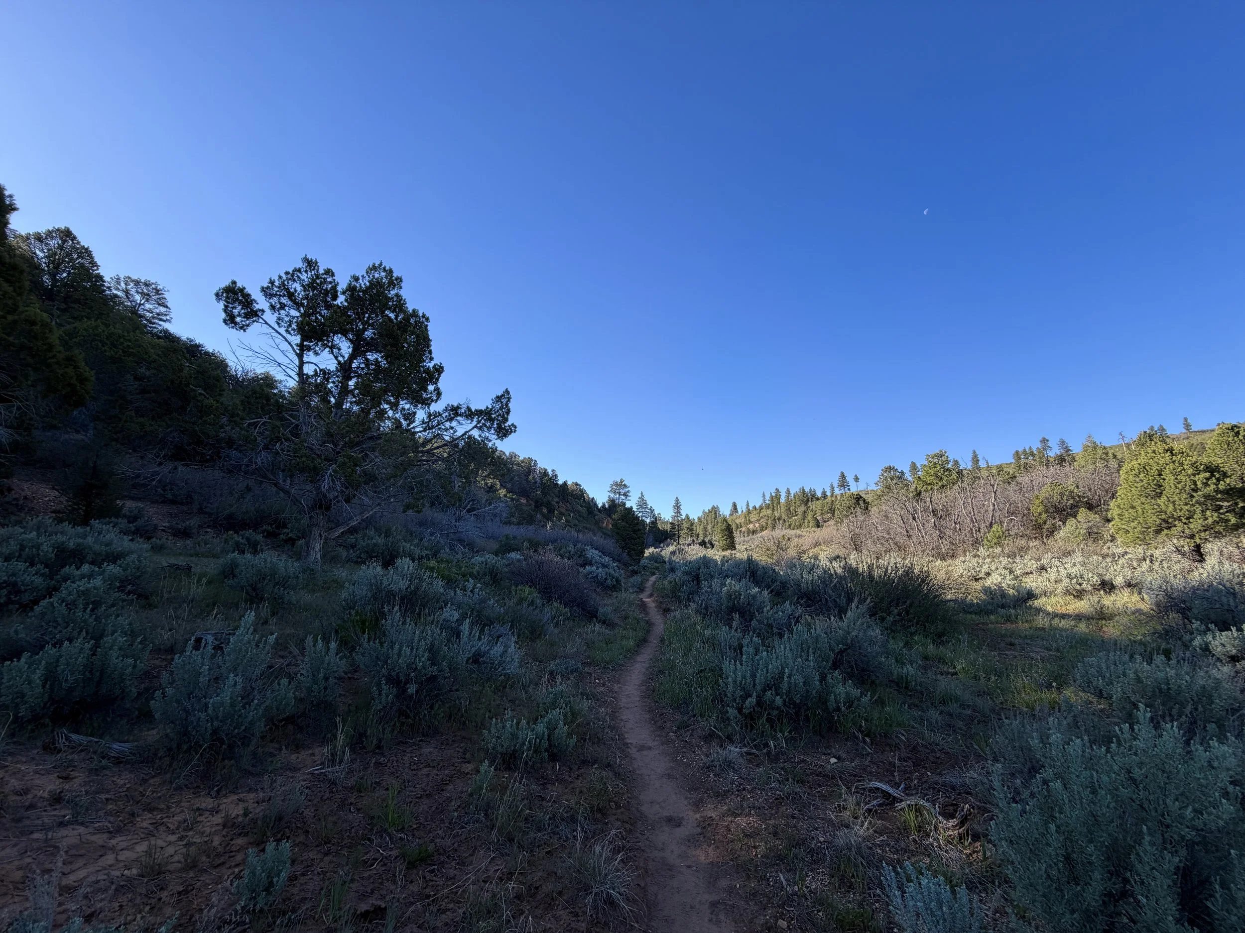 Deertrap Mountain Trail via Stave Spring Zion National Park Utah