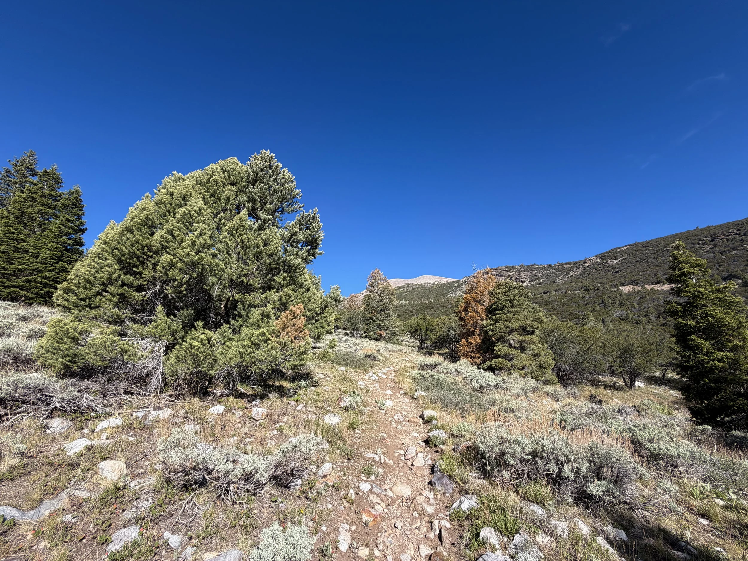 Baker Lake Hike Great Basin National Park Nevada