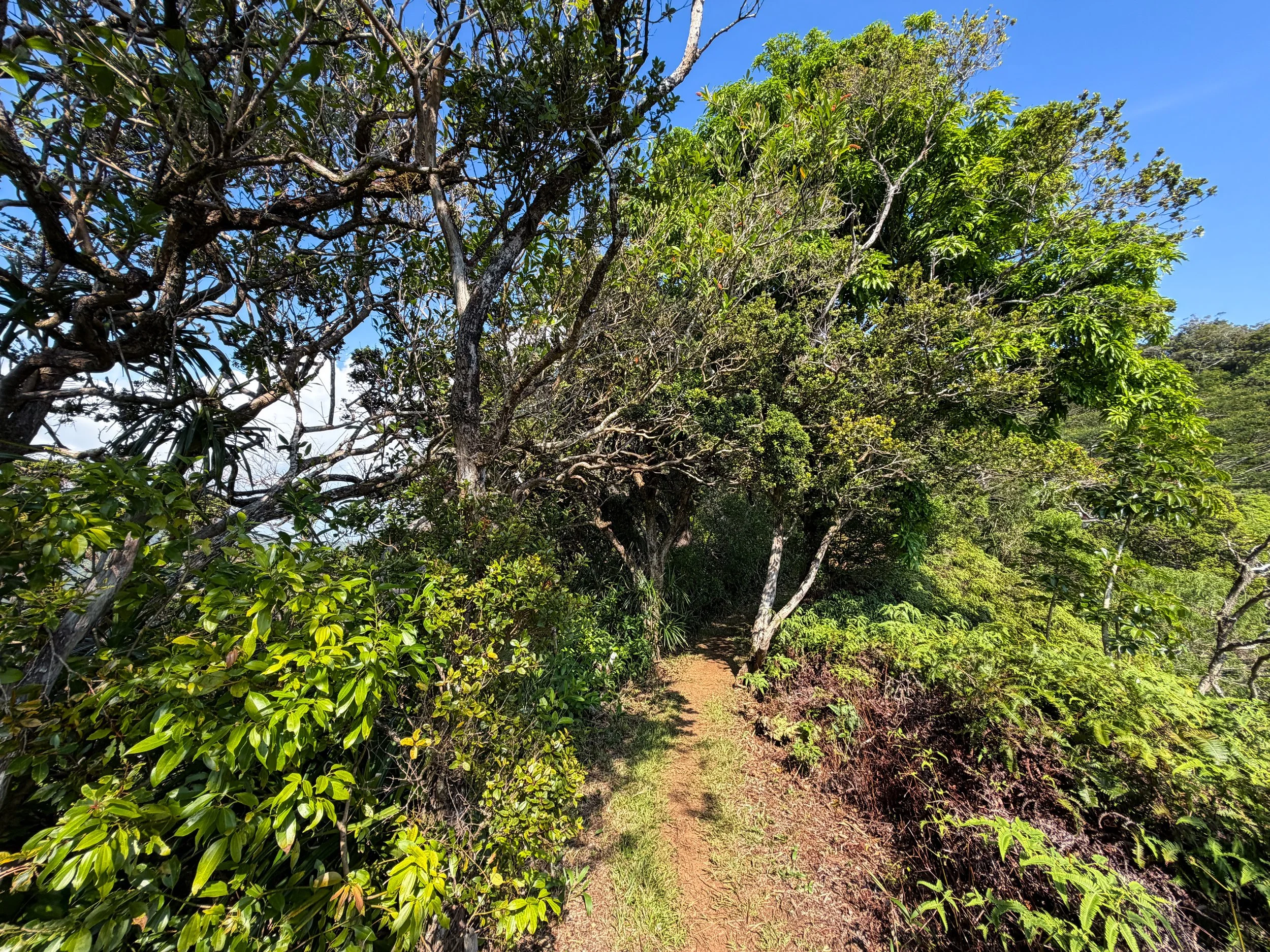 Nuuanu Trail Oahu Hawaii