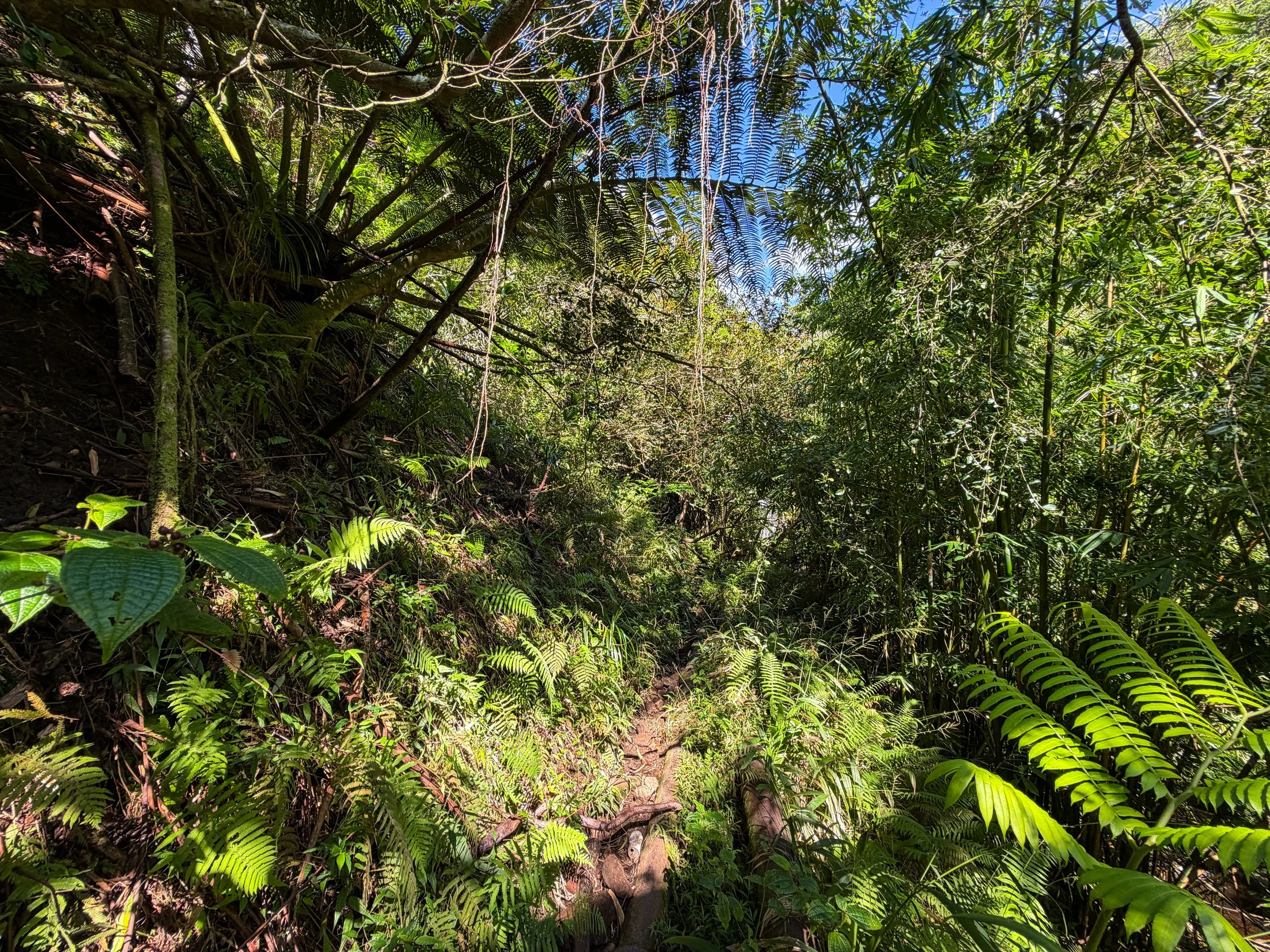 Kaau Crater Trail Oahu Hawaii
