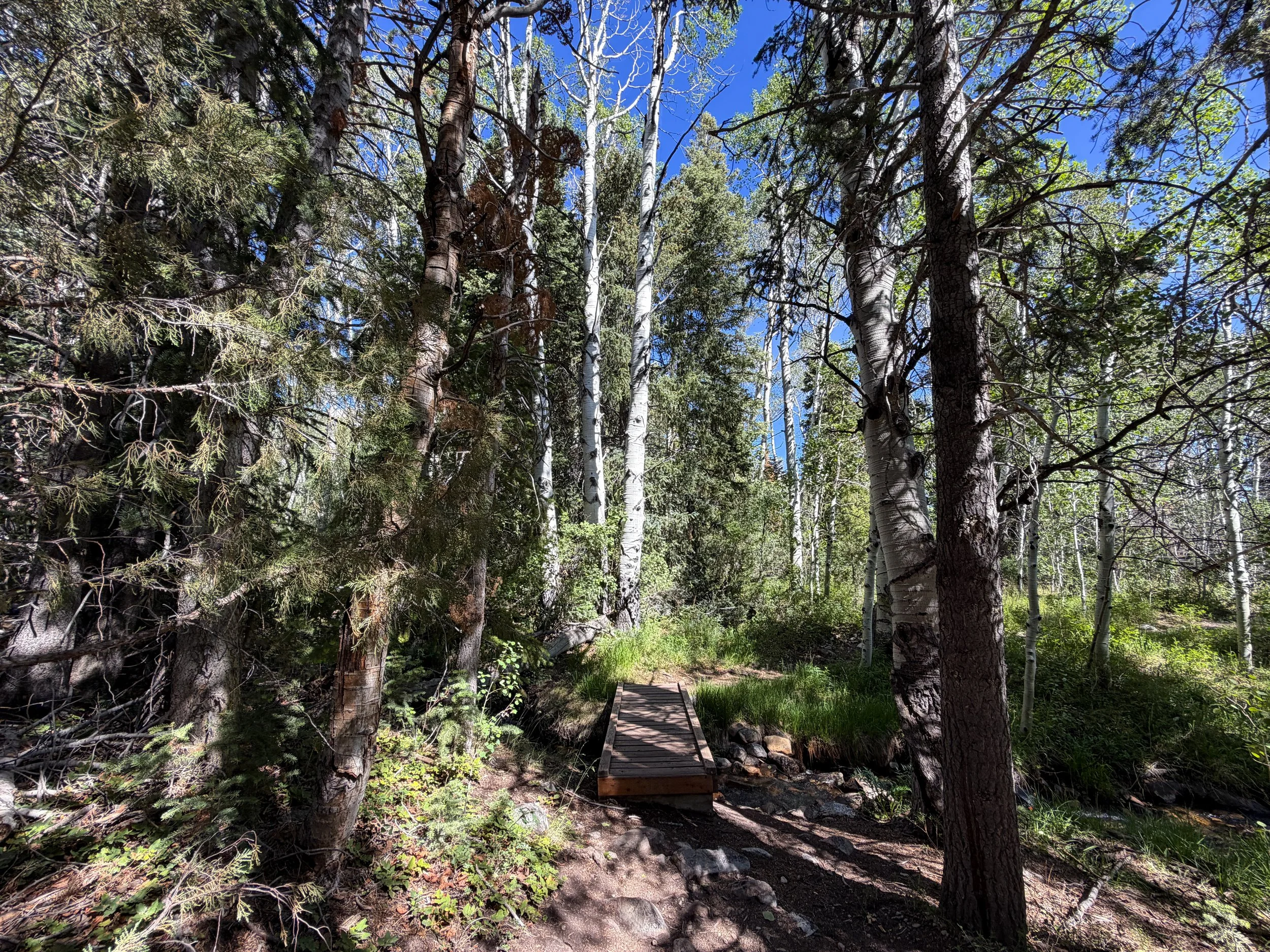 Pole Canyon Trail Great Basin National Park Nevada