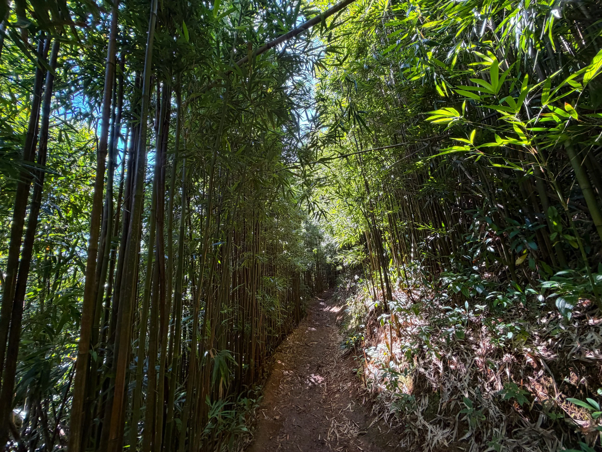 Aihualama Trail Oahu Hawaii