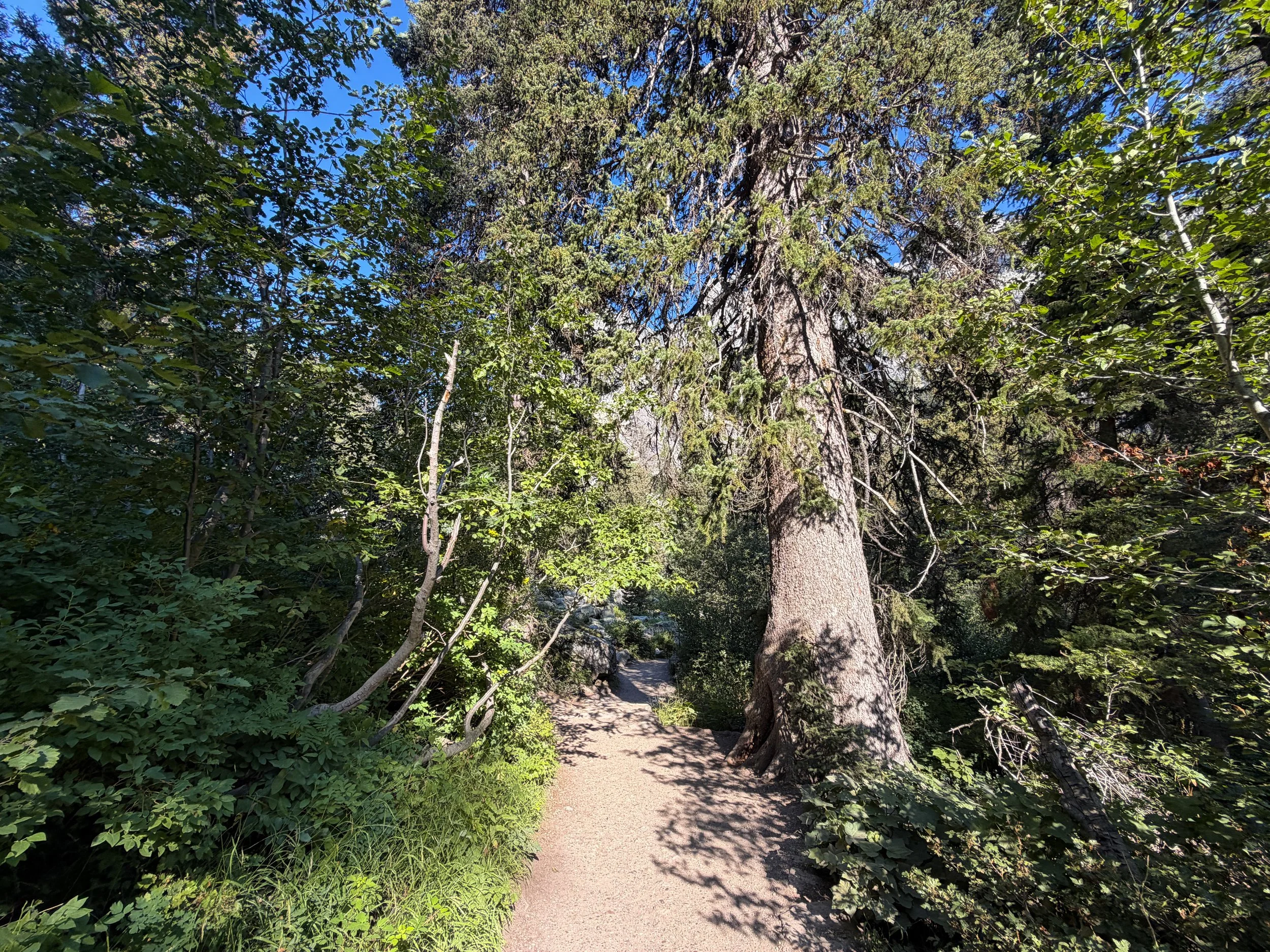 Hidden Falls Hike Grand Teton National Park Wyoming