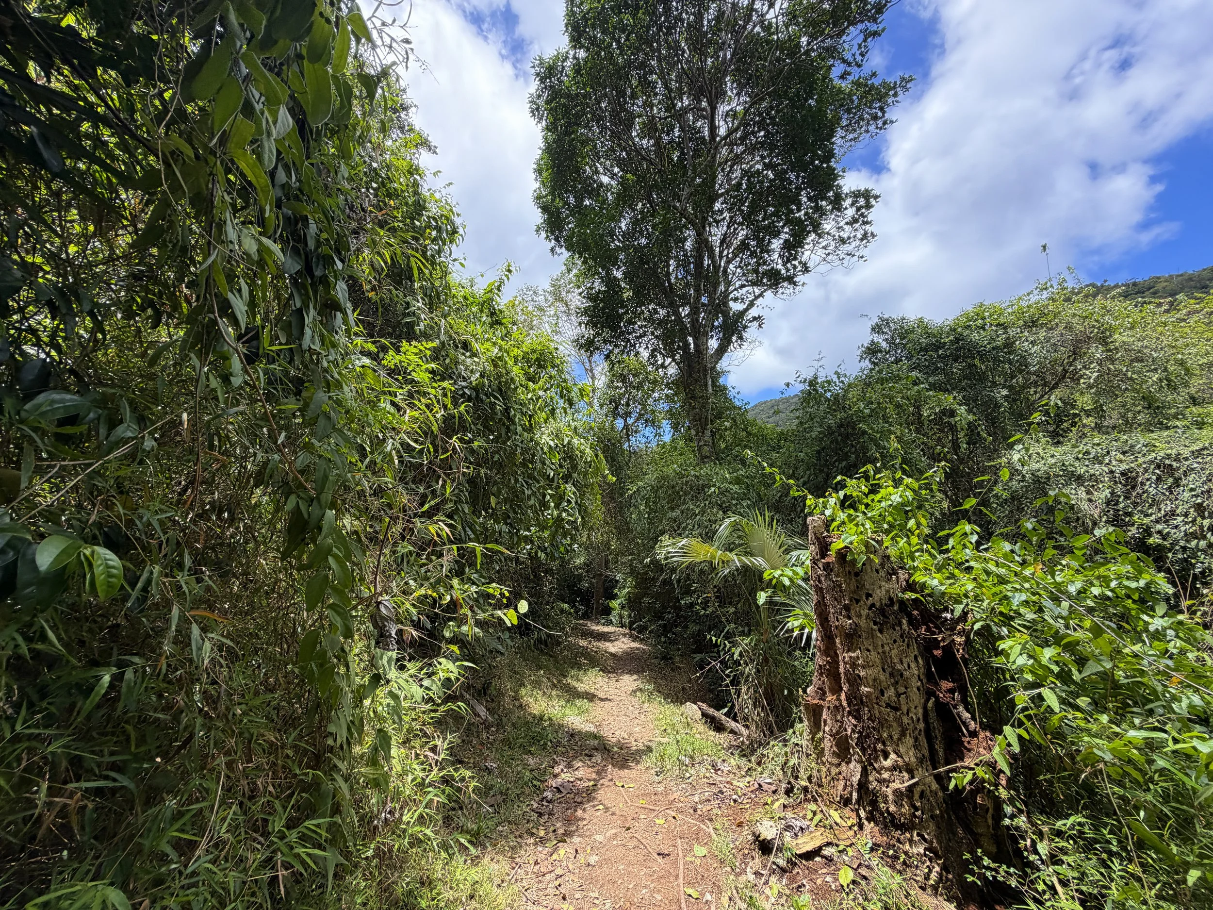 Reef Bay Trail Virgin Islands National Park