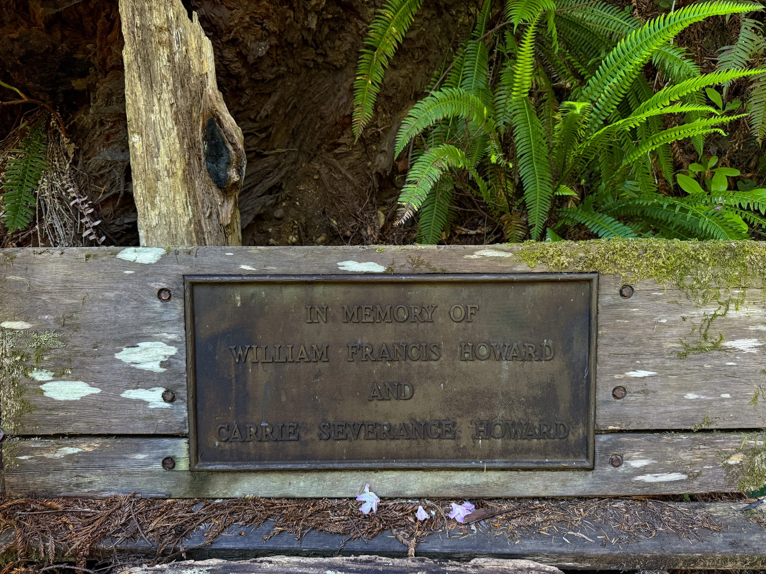 Hope Creek–Ten Taypo Loop Trail Prairie Creek Redwoods State Park California