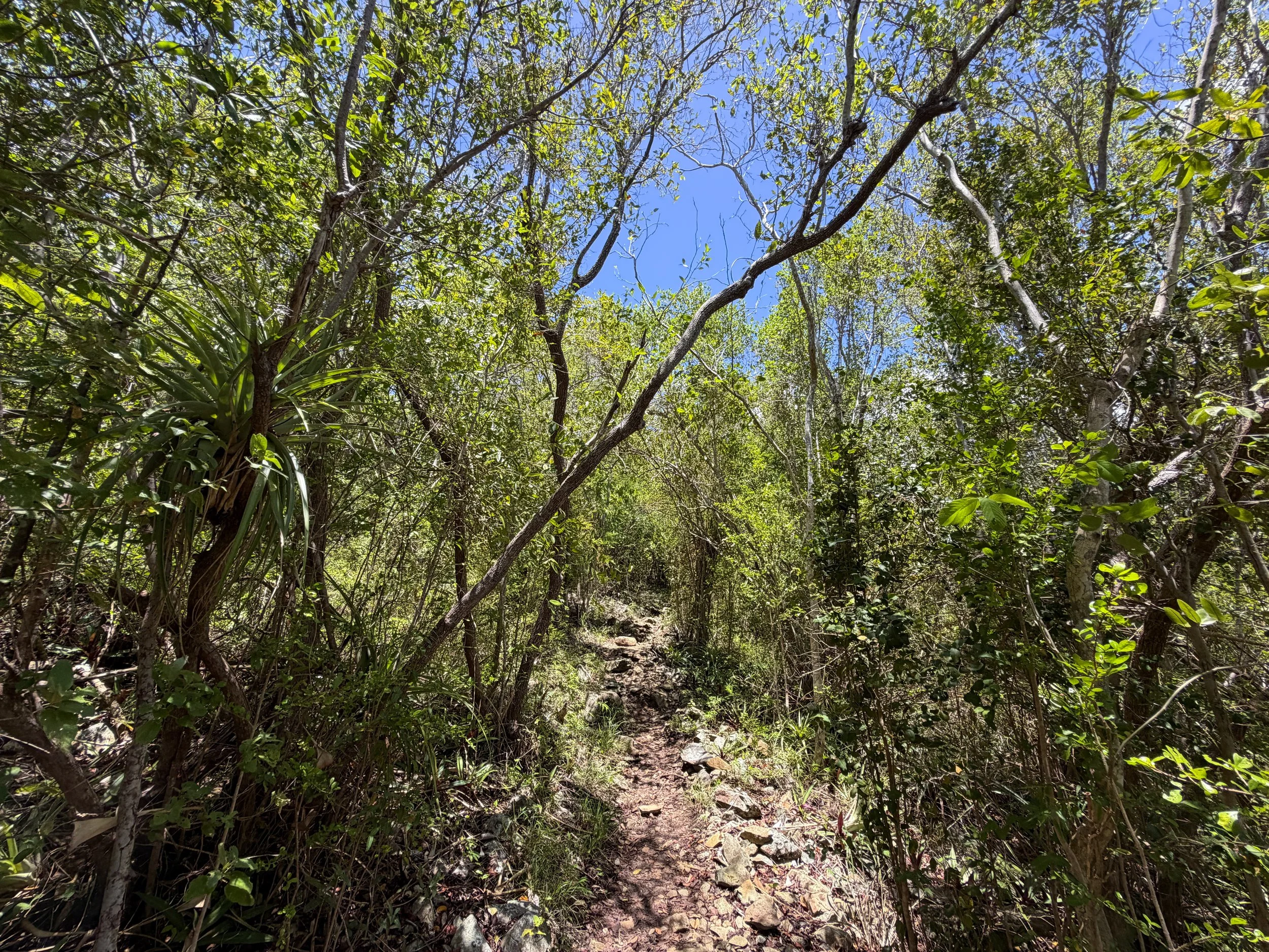 Caneel Hill Trail Virgin Islands National Park