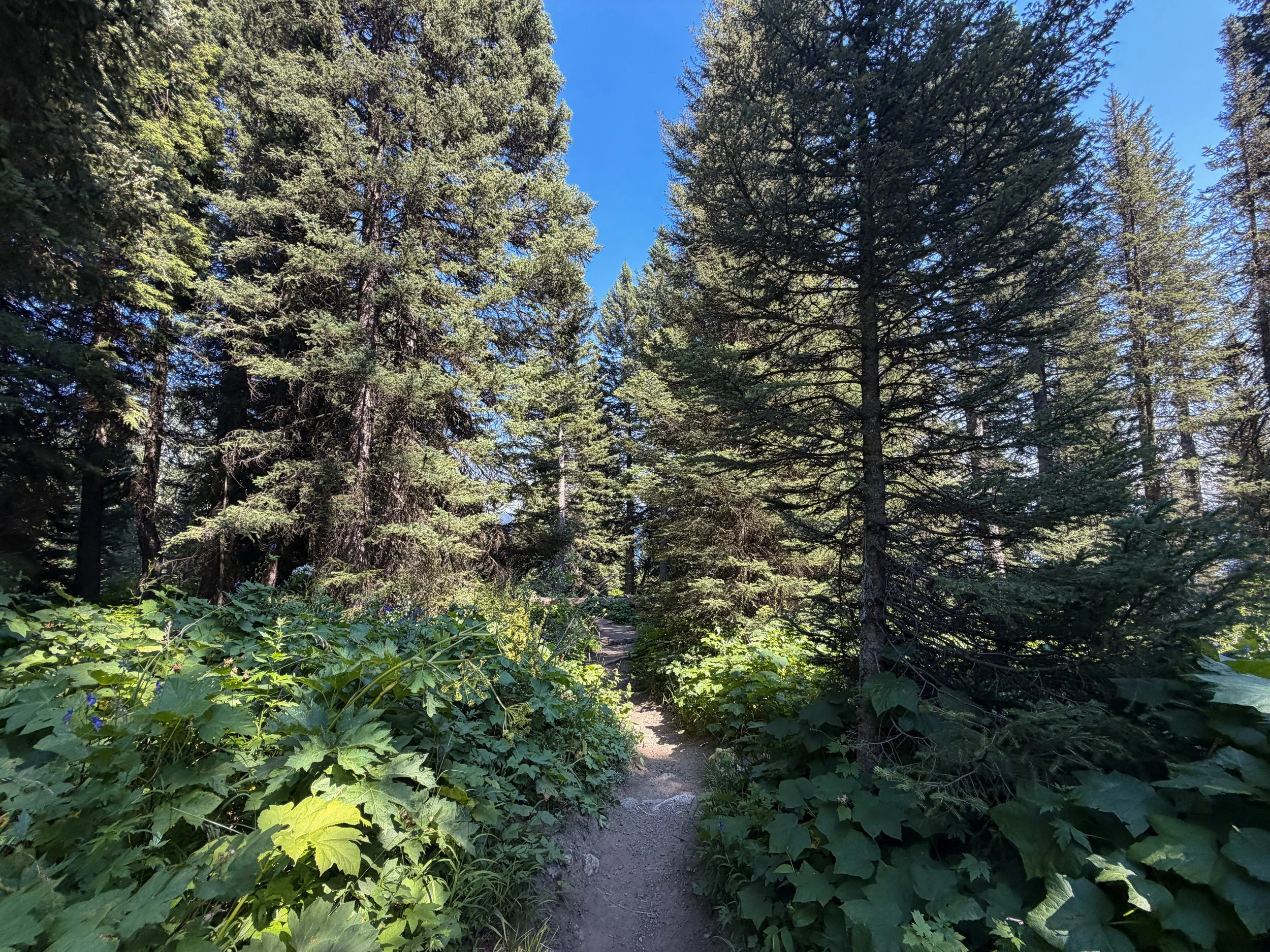 Jenny Lake Loop Trail Grand Teton National Park Wyoming