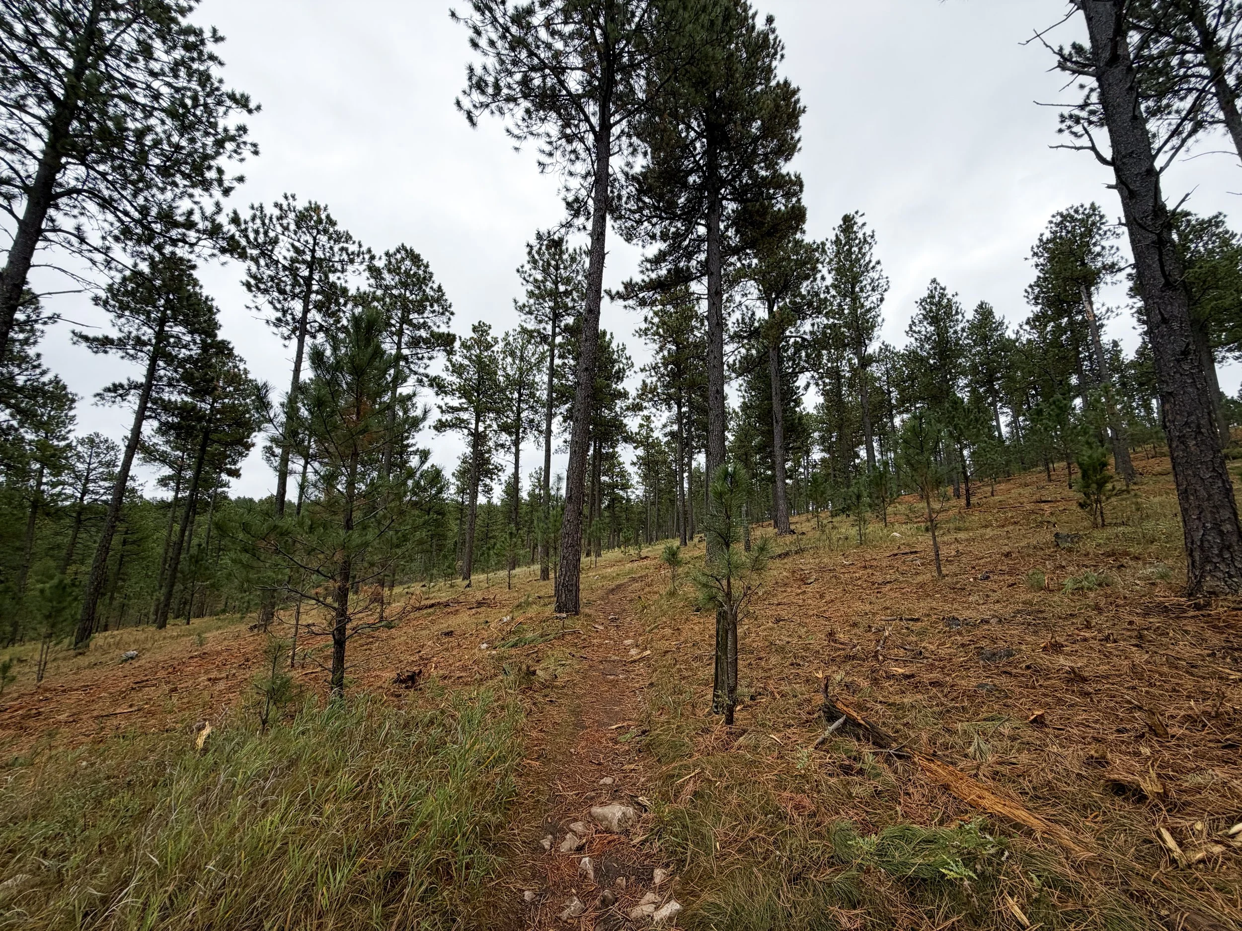Buzzards Roost Trail Black Hills Rapid City South Dakota