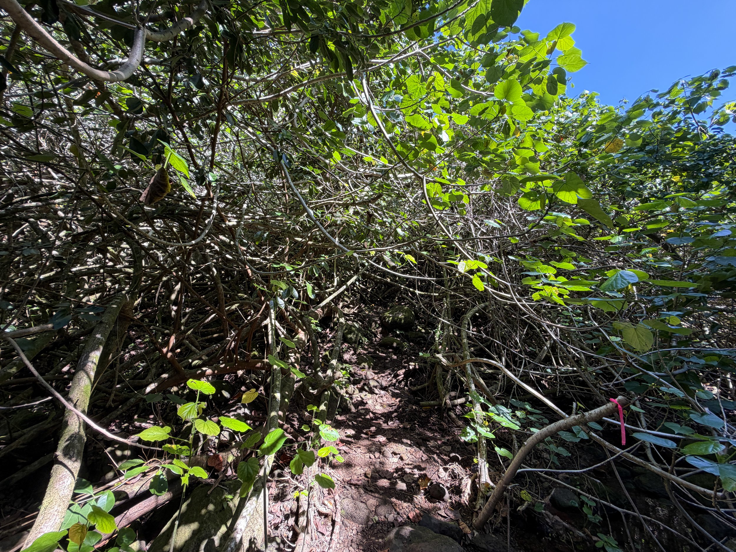 Kulanaahane Trail Oahu Hawaii