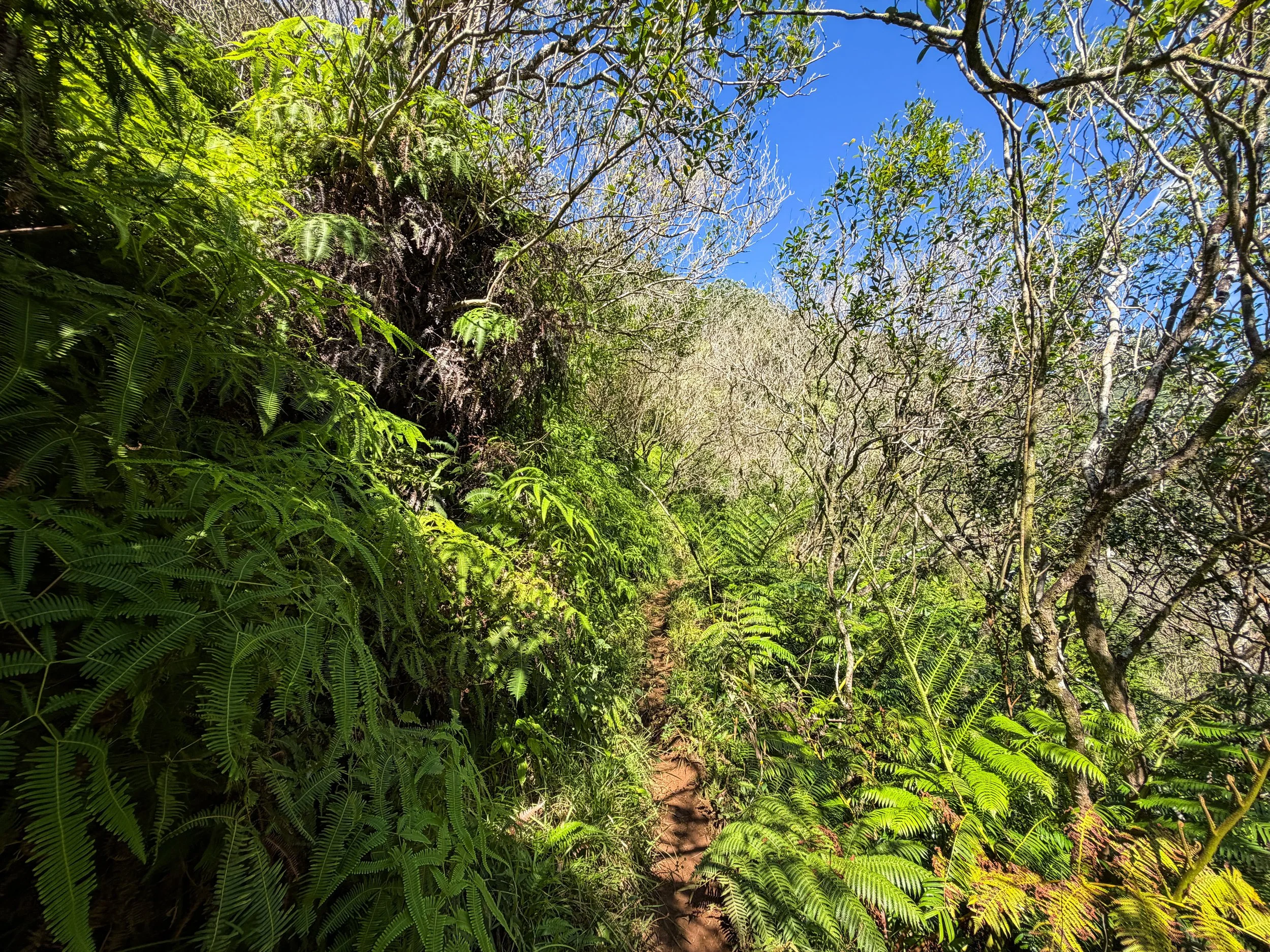 Kaau Crater Trail Oahu Hawaii