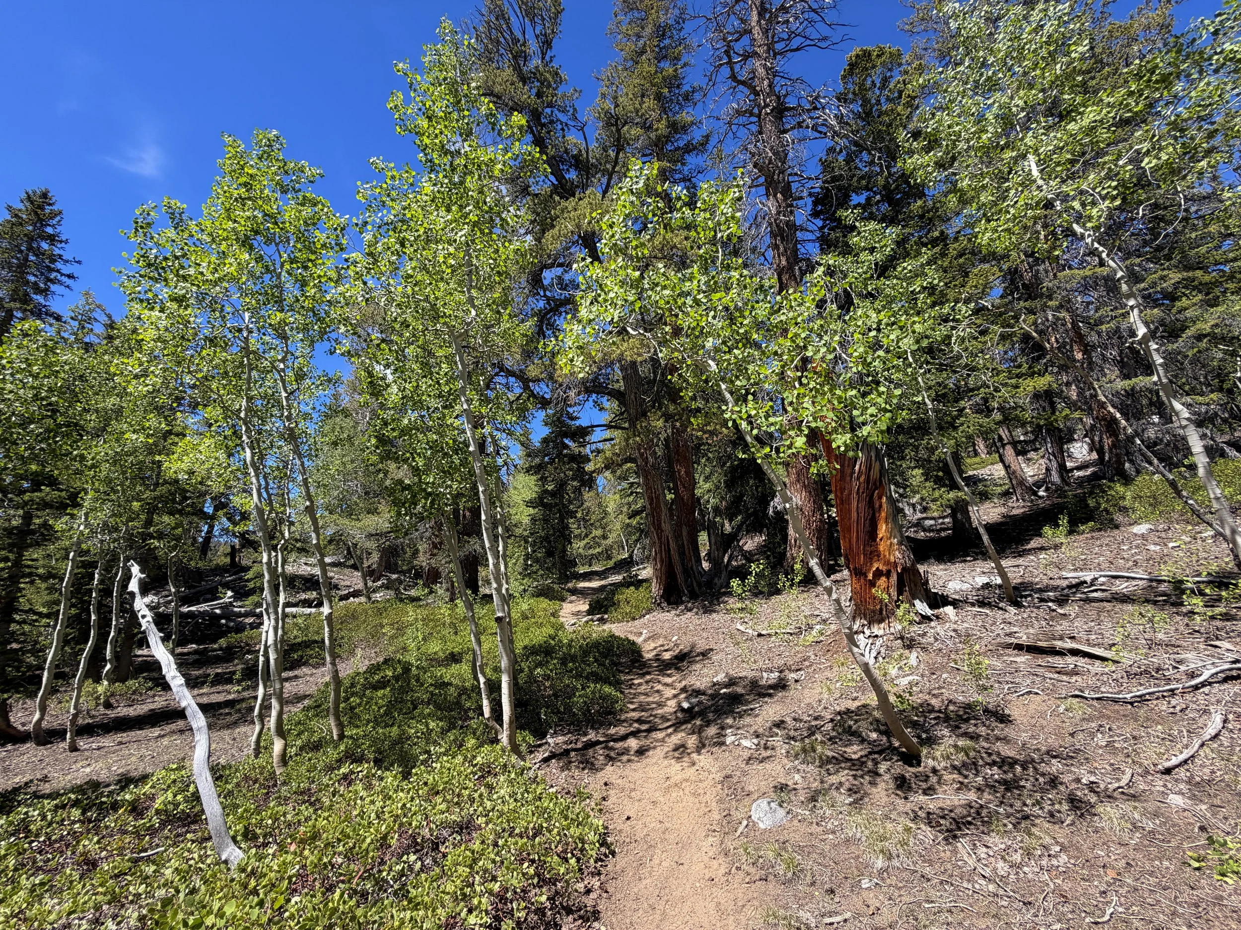 Dead Lake Trail Great Basin National Park Nevada