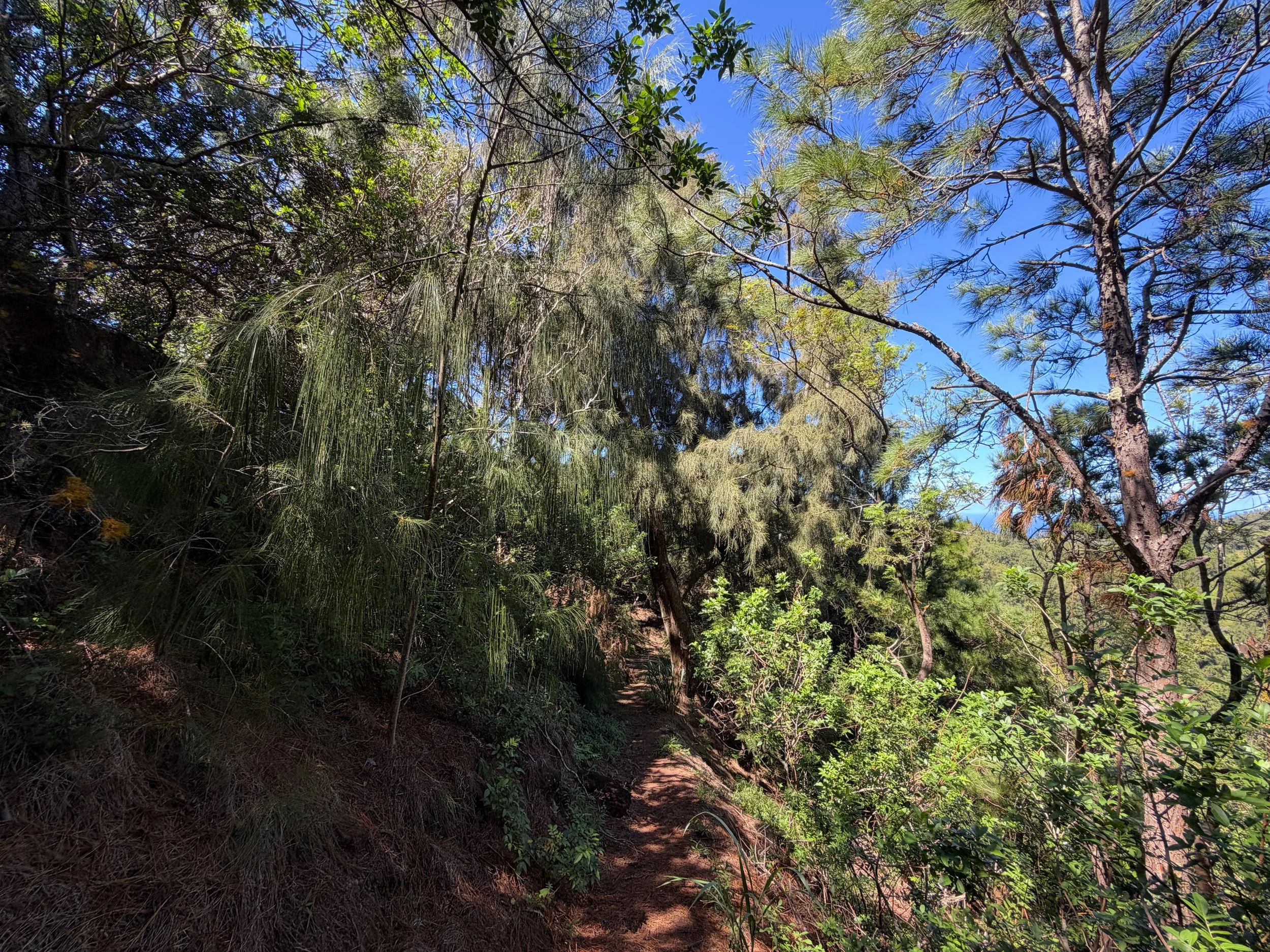 Kuaokala Trail Oahu Hawaii