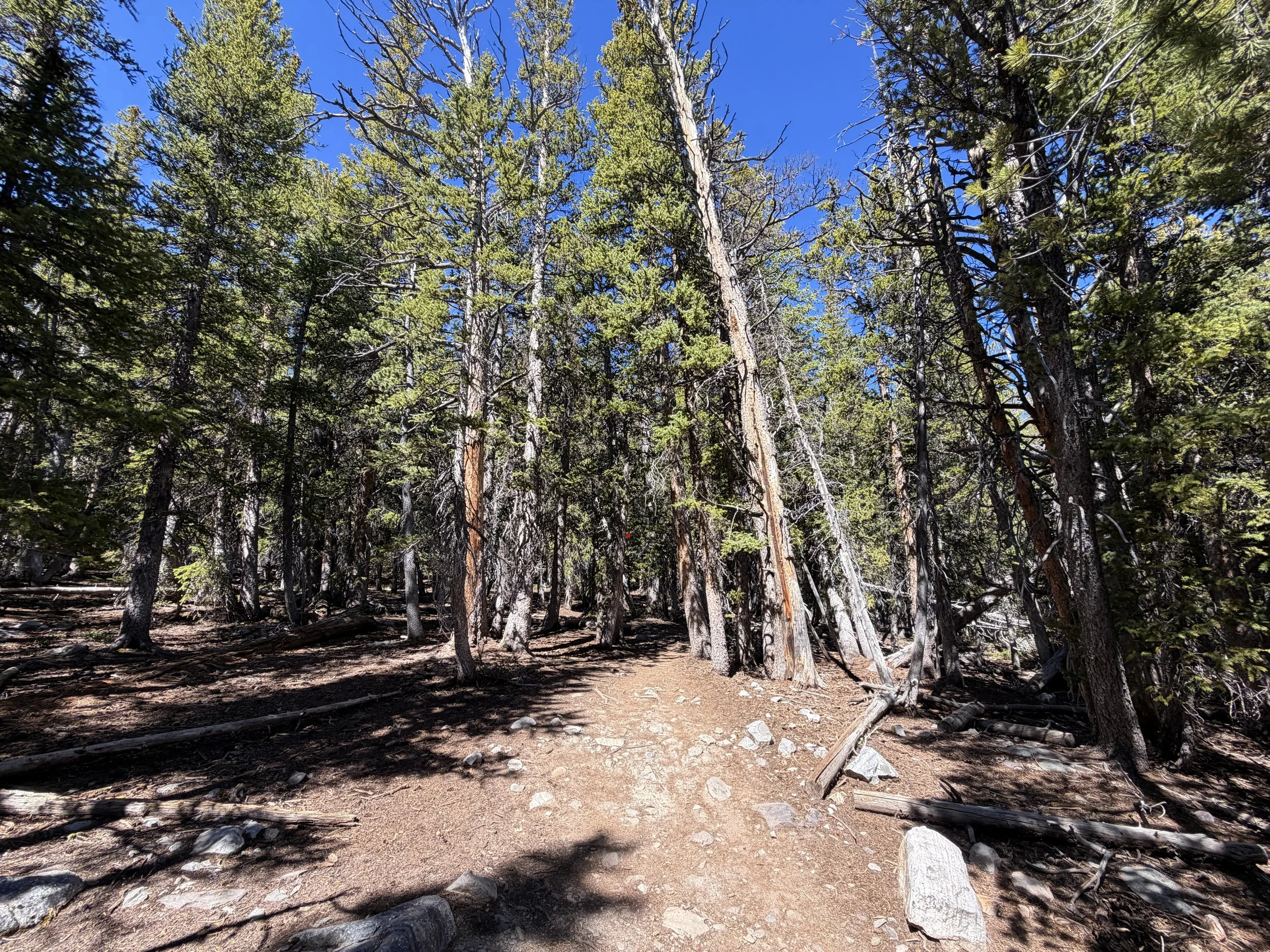 Alpine Lakes Loop Trail Great Basin National Park Nevada