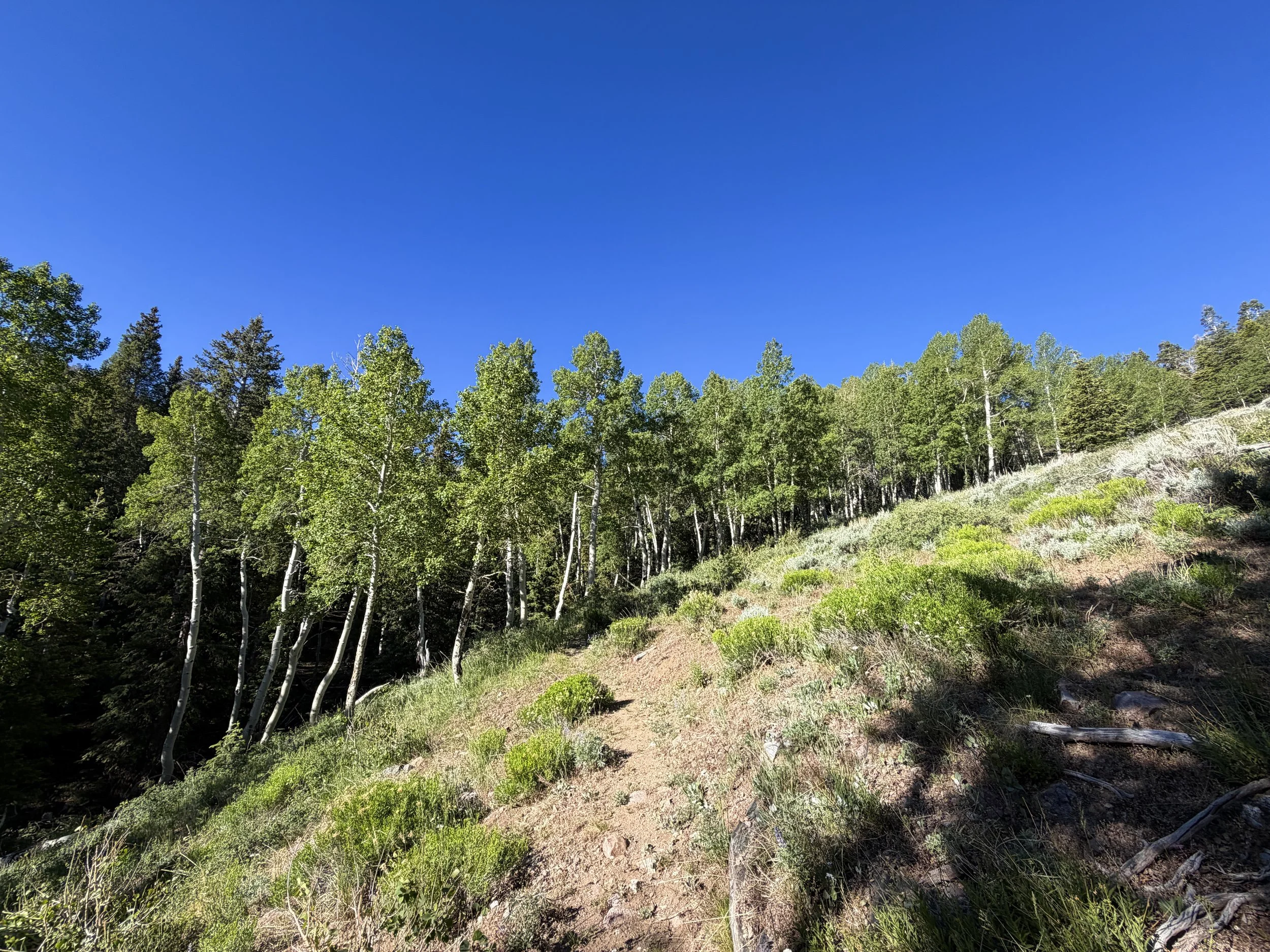 Upper Strawberry Trail Great Basin National Park Nevada