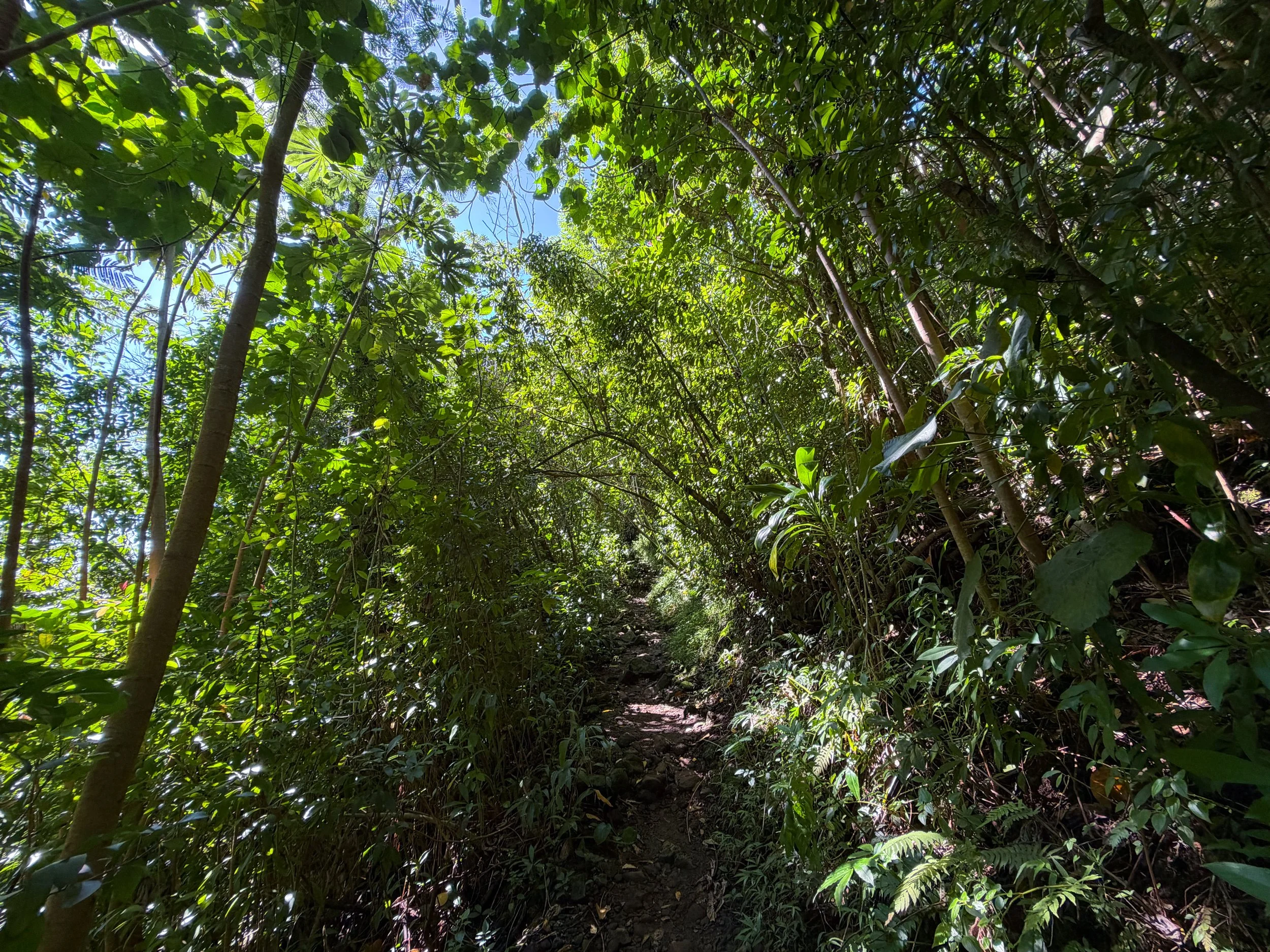 Aihualama Trail Oahu Hawaii