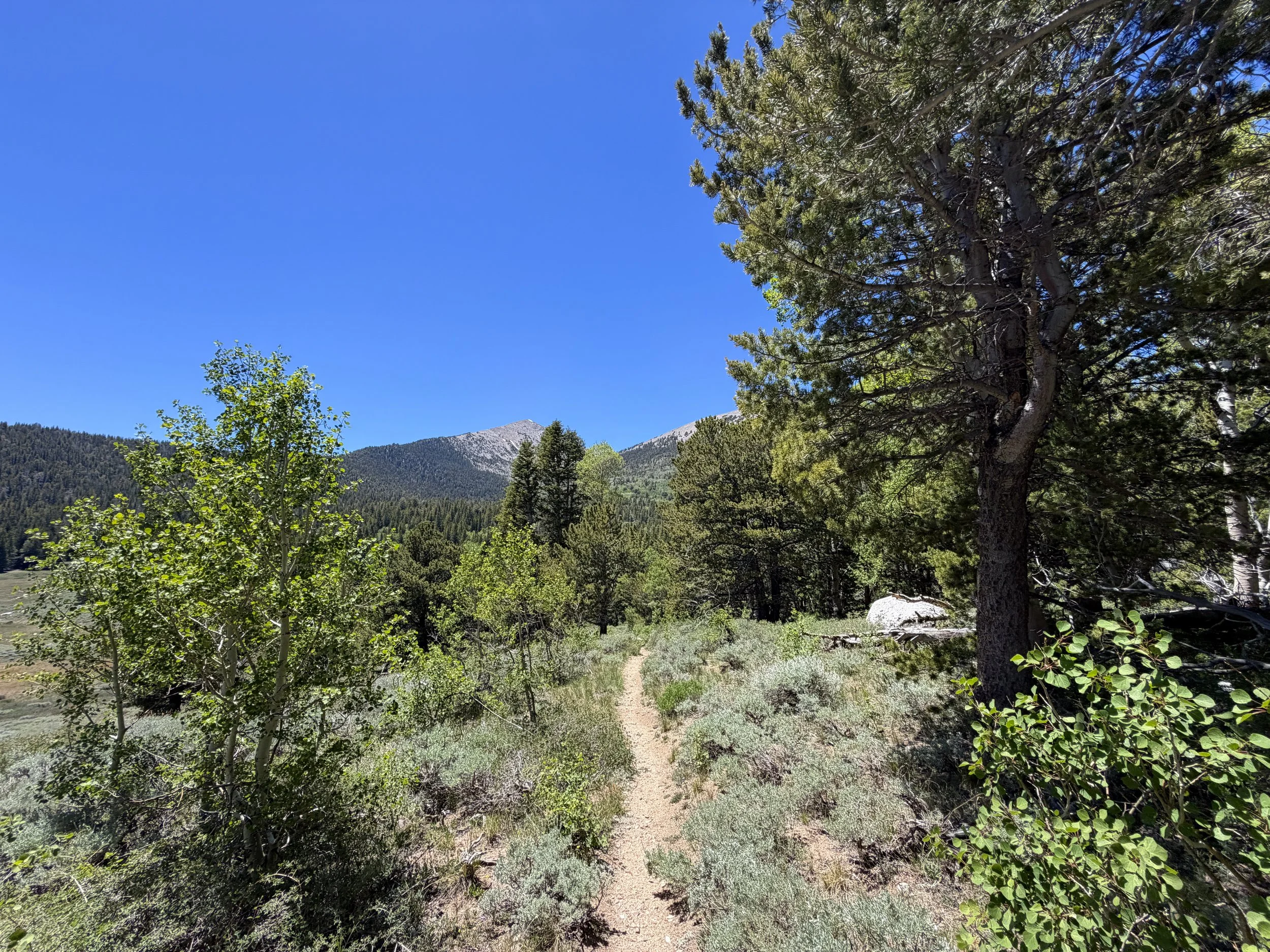 Timber Creek Loop Trail Great Basin National Park Nevada