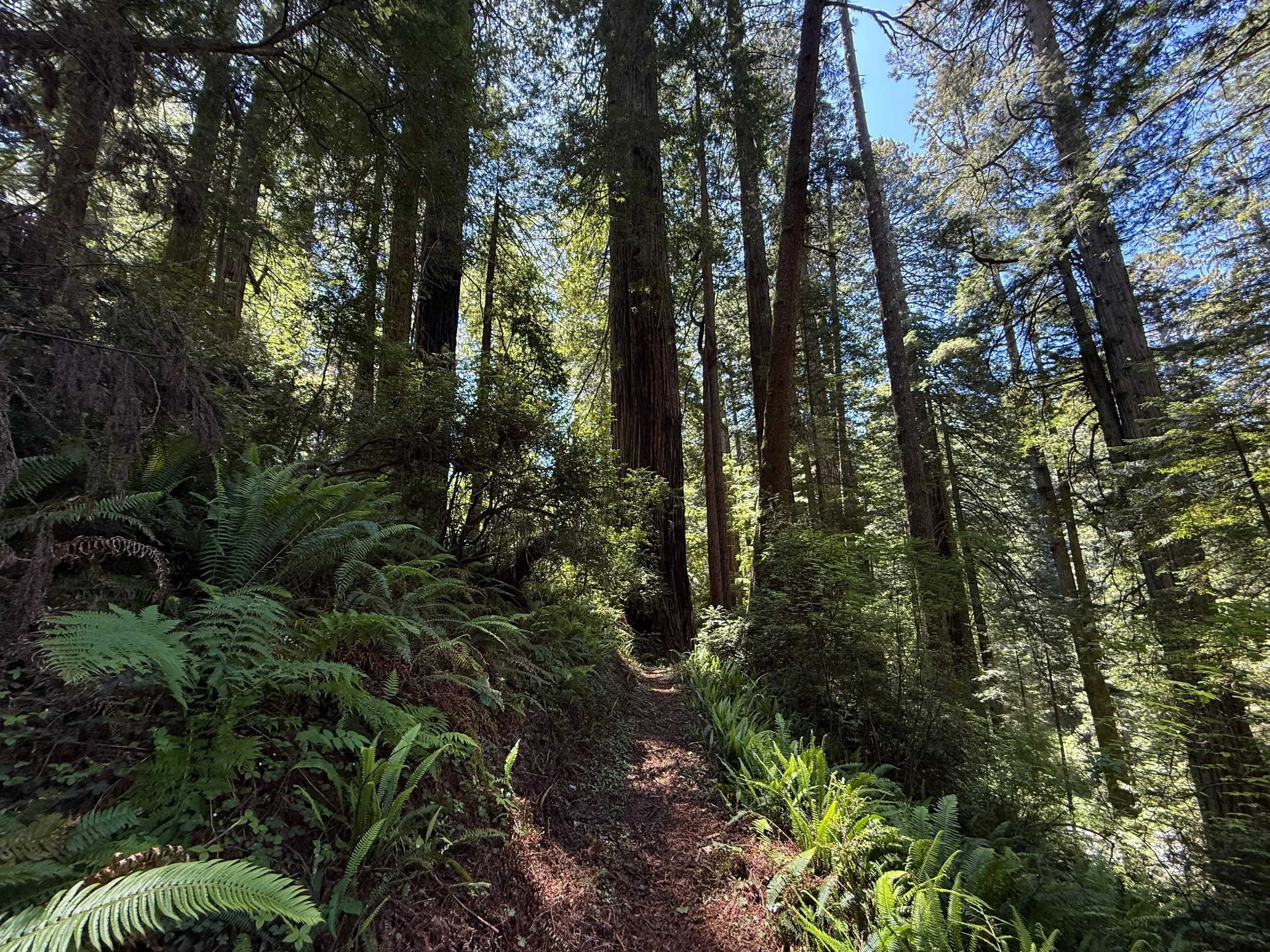 Ten Taypo–Hope Creek Loop Trail Prairie Creek Redwoods State Park California