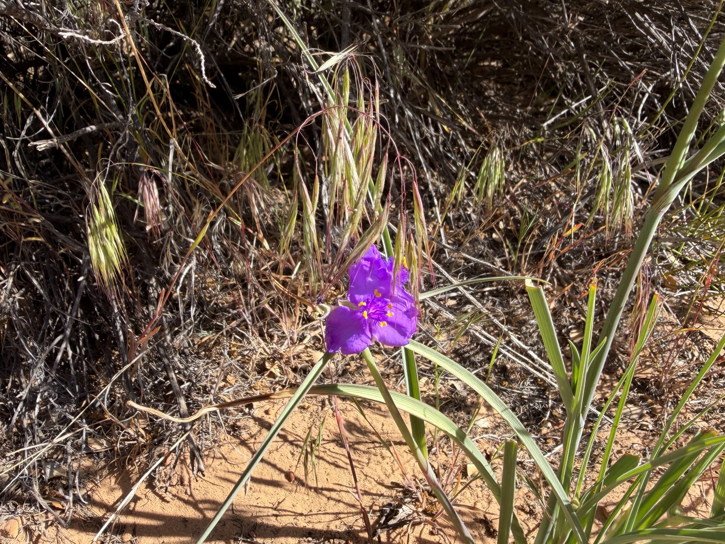 Western Spiderwort Tradescantia occidentalis