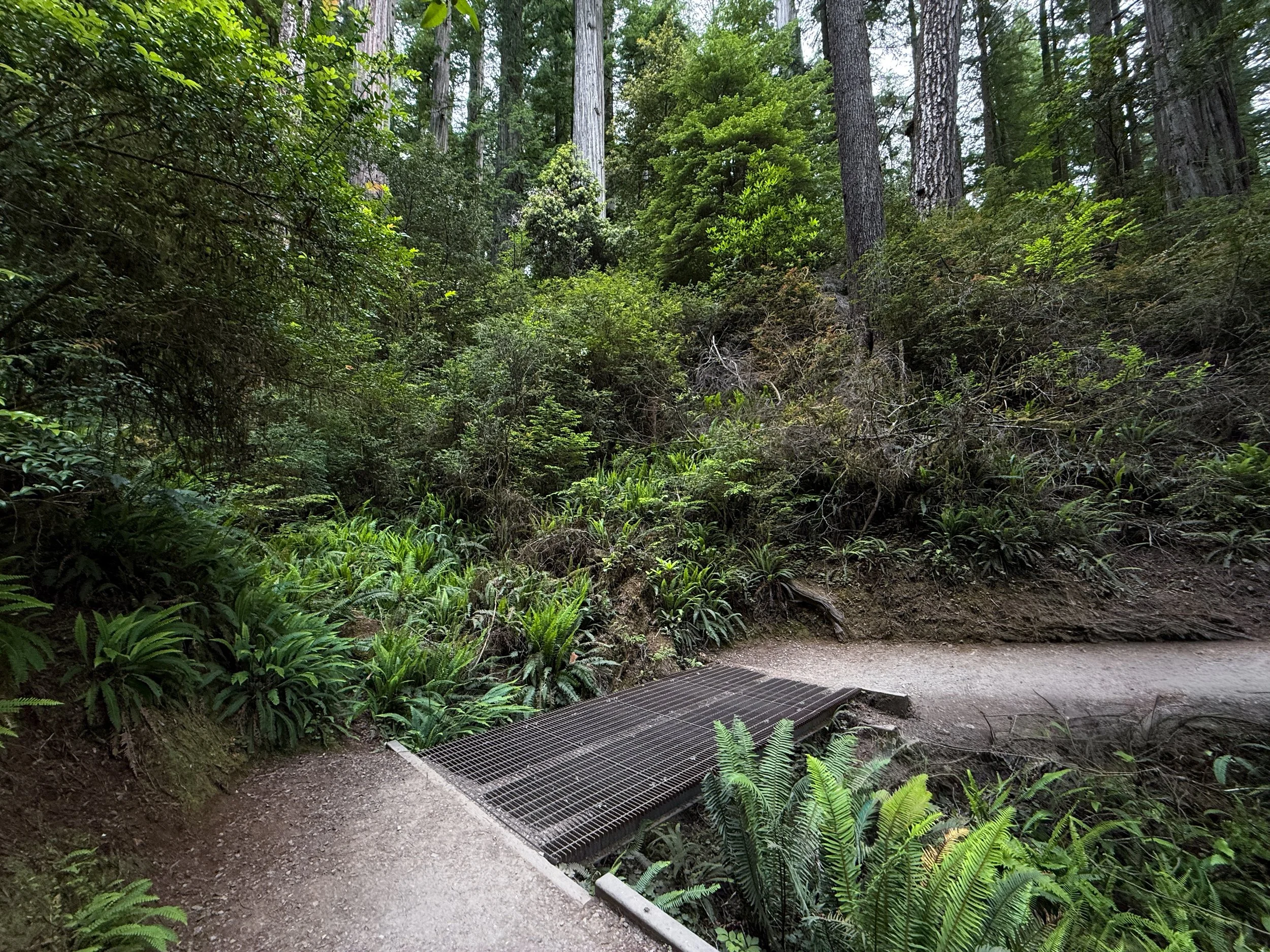Grove of the Titans Trail Jedediah Smith Redwoods State Park California