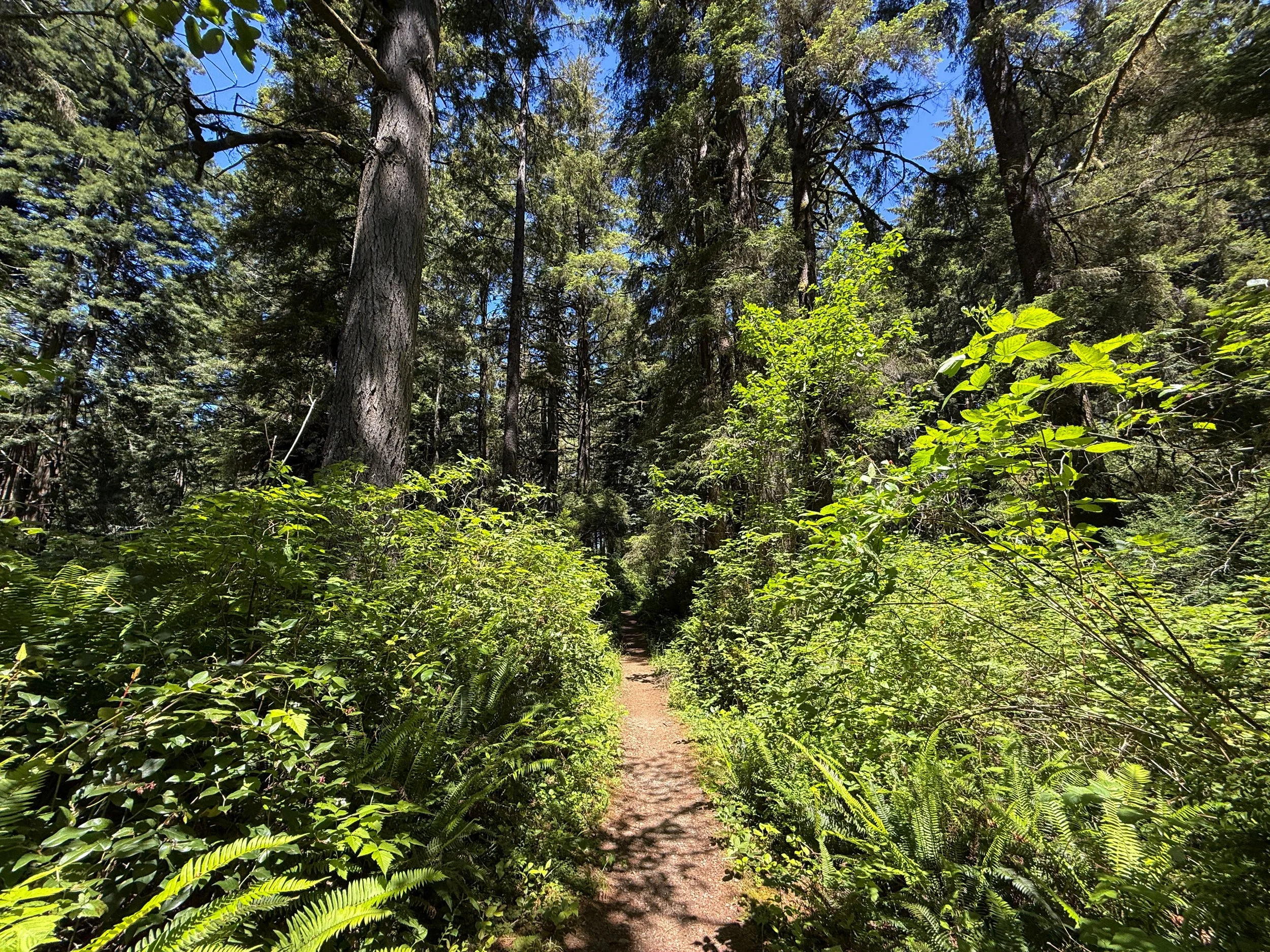 Ossagon Trail Prairie Creek Redwoods State Park California
