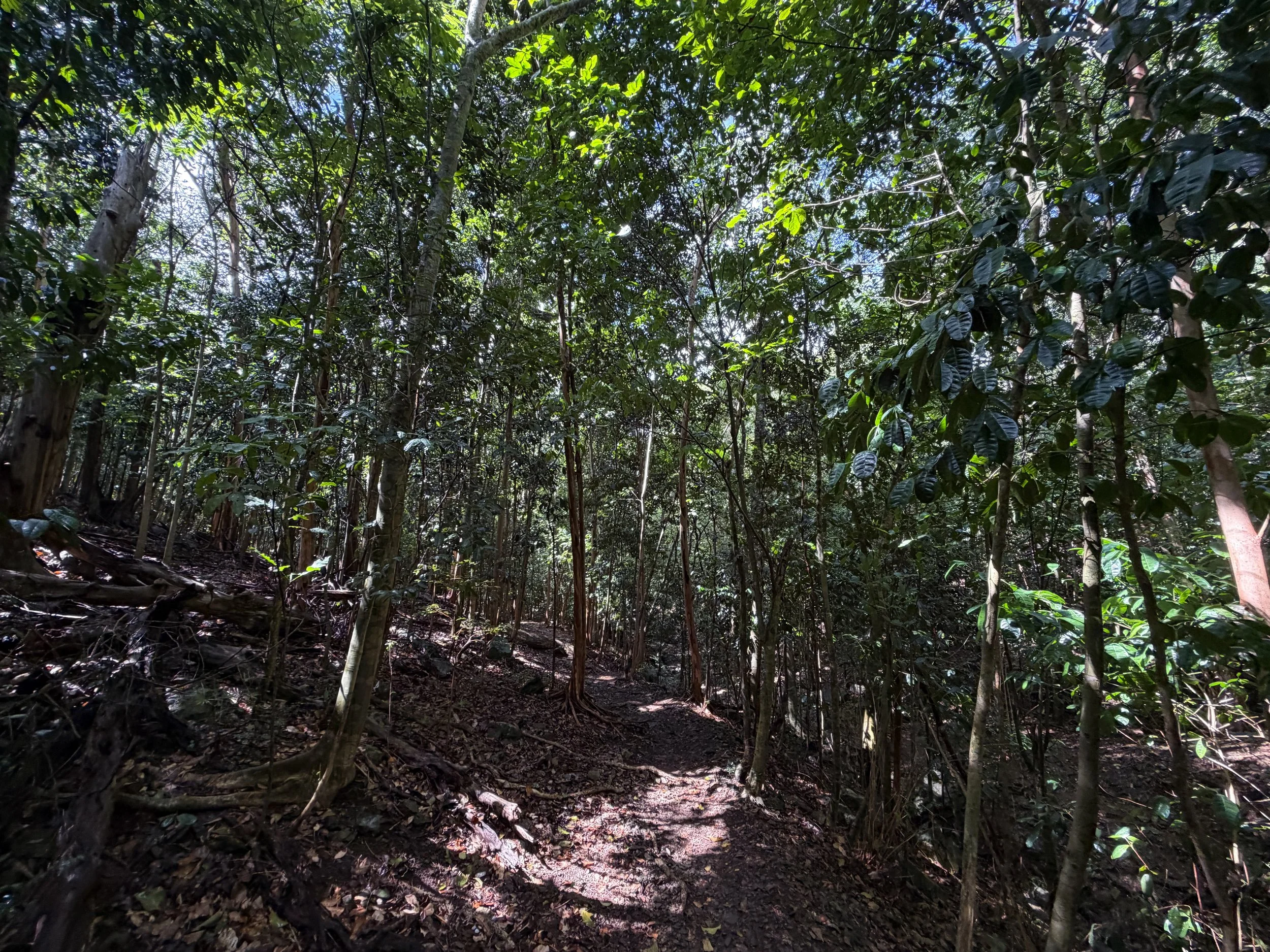 Cinnamon Bay Loop Trail Virgin Islands National Park