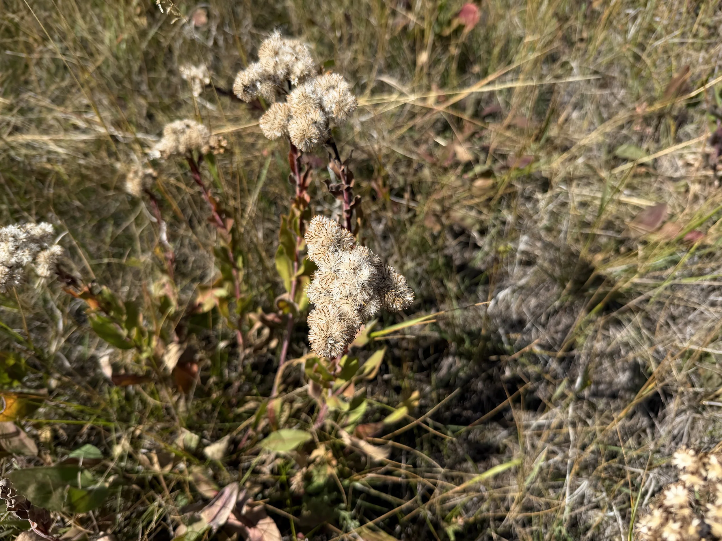 Stiff Goldenrod Solidago rigida