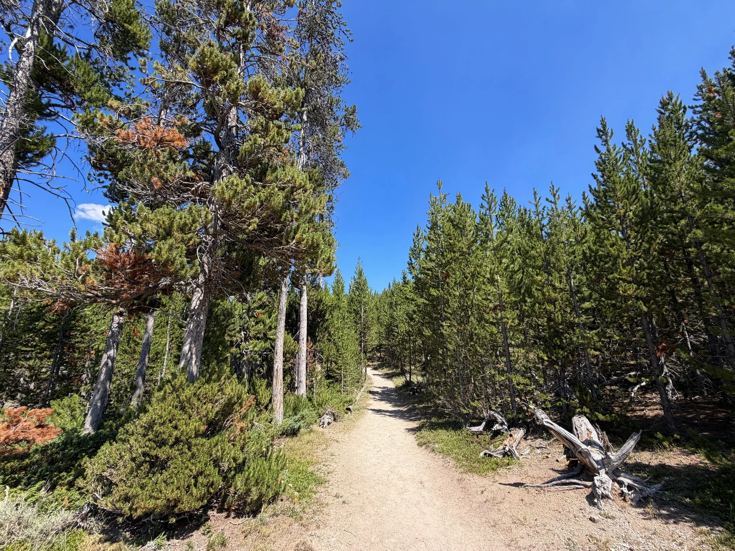 Bunsen Peak Trail Yellowstone National Park Wyoming