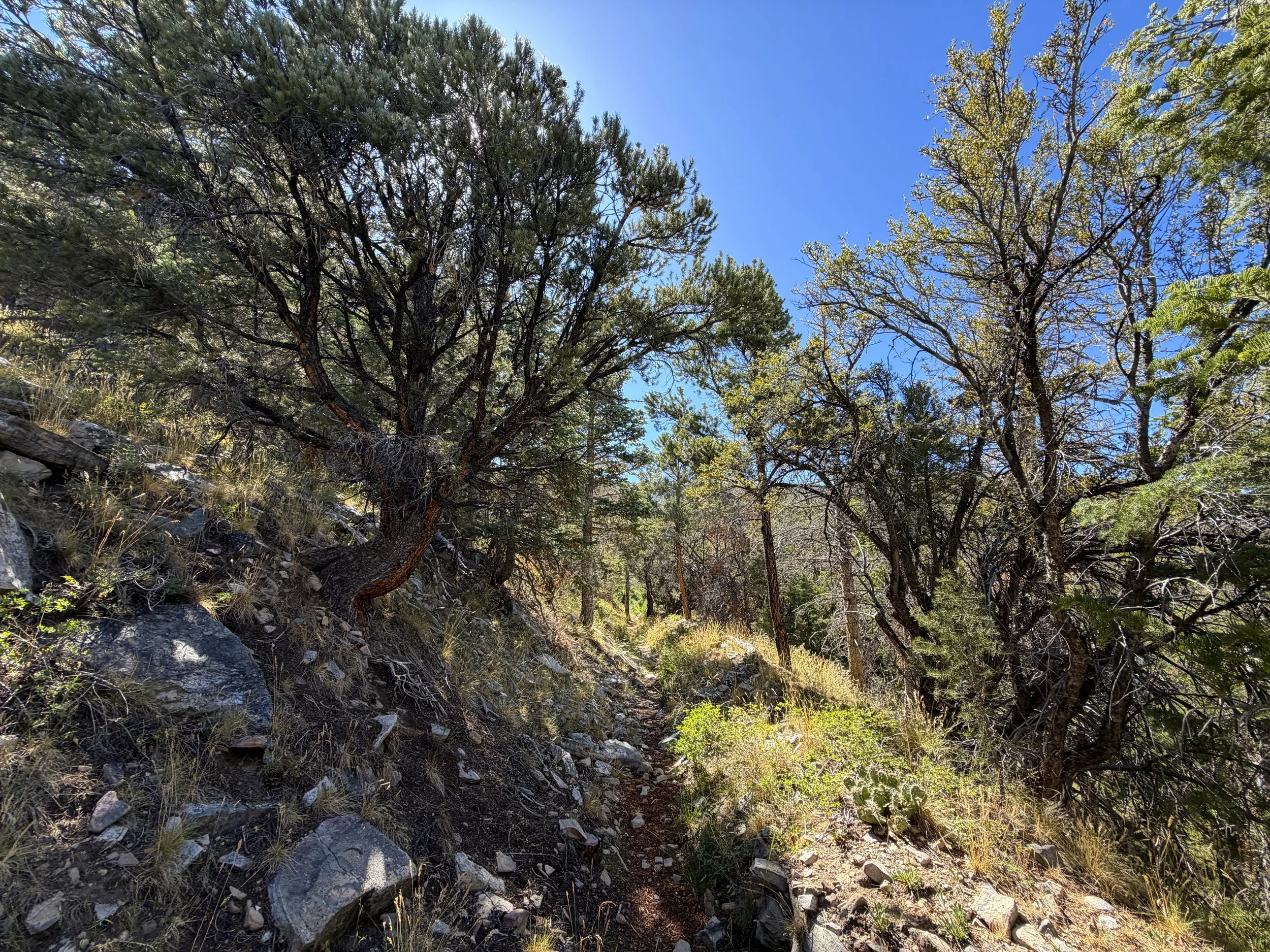 Osceola Ditch Hike Great Basin National Park Nevada