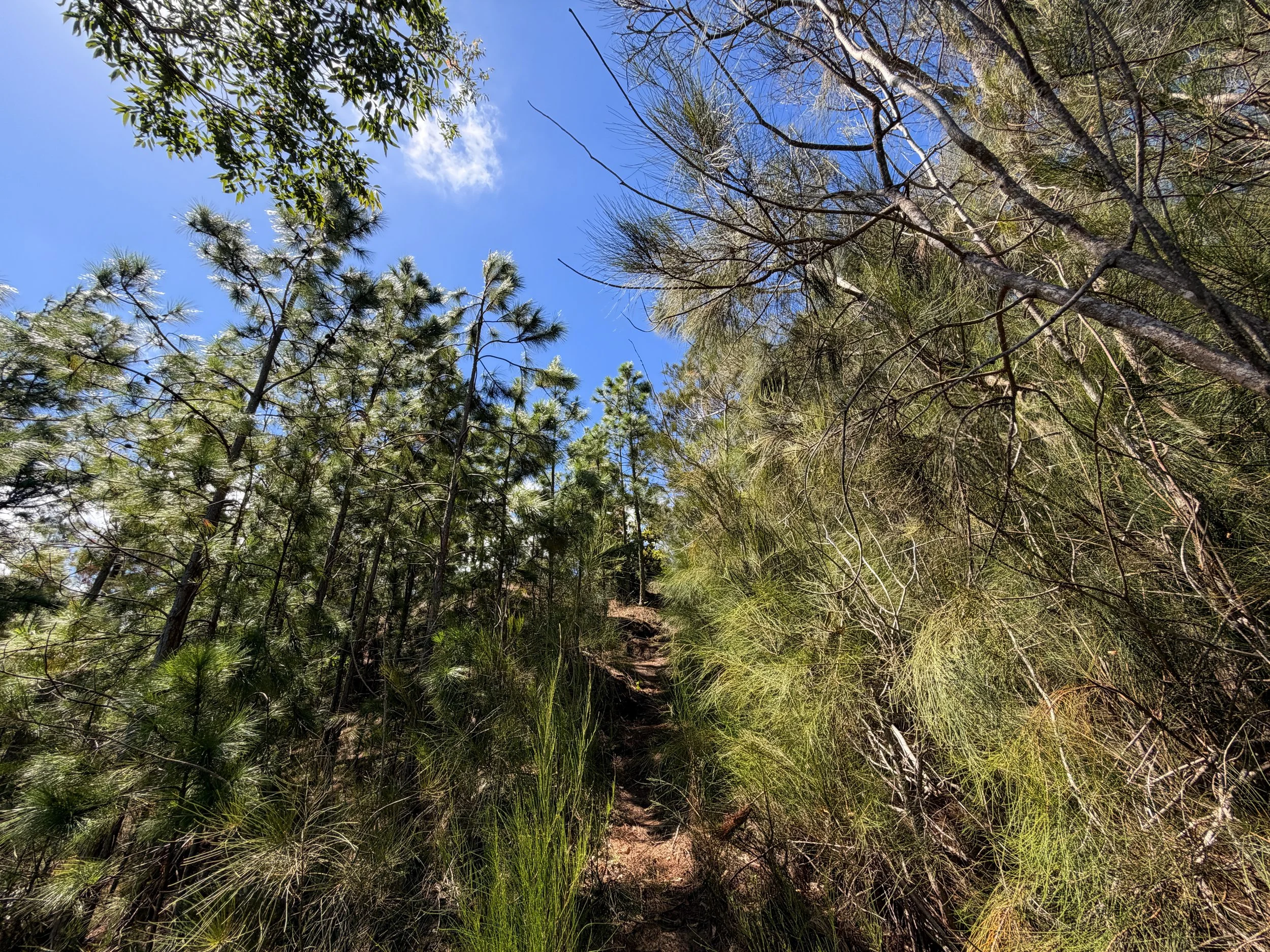 Kuaokala Trail Oahu Hawaii