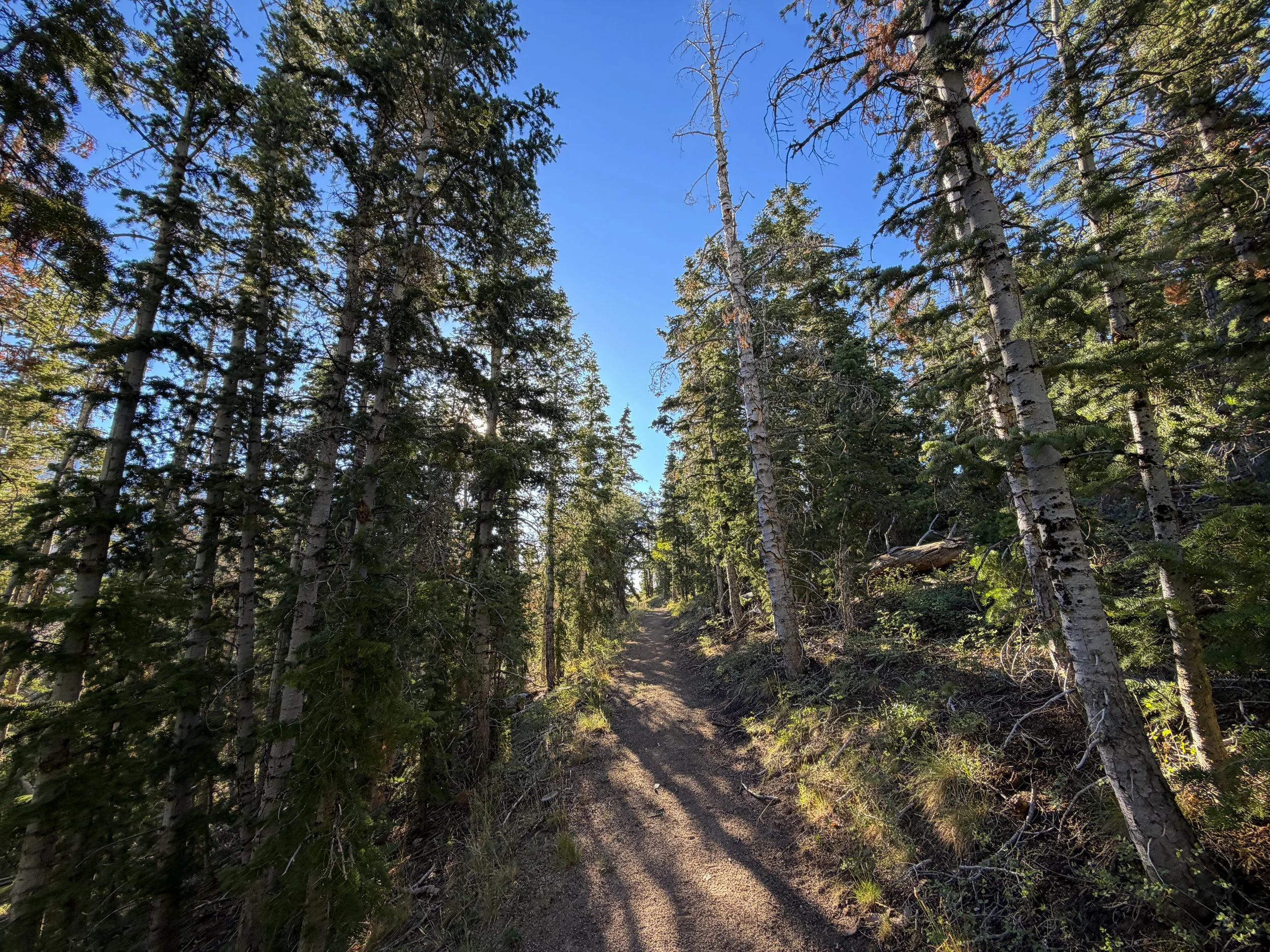 Snake Divide Trail Great Basin National Park Nevada