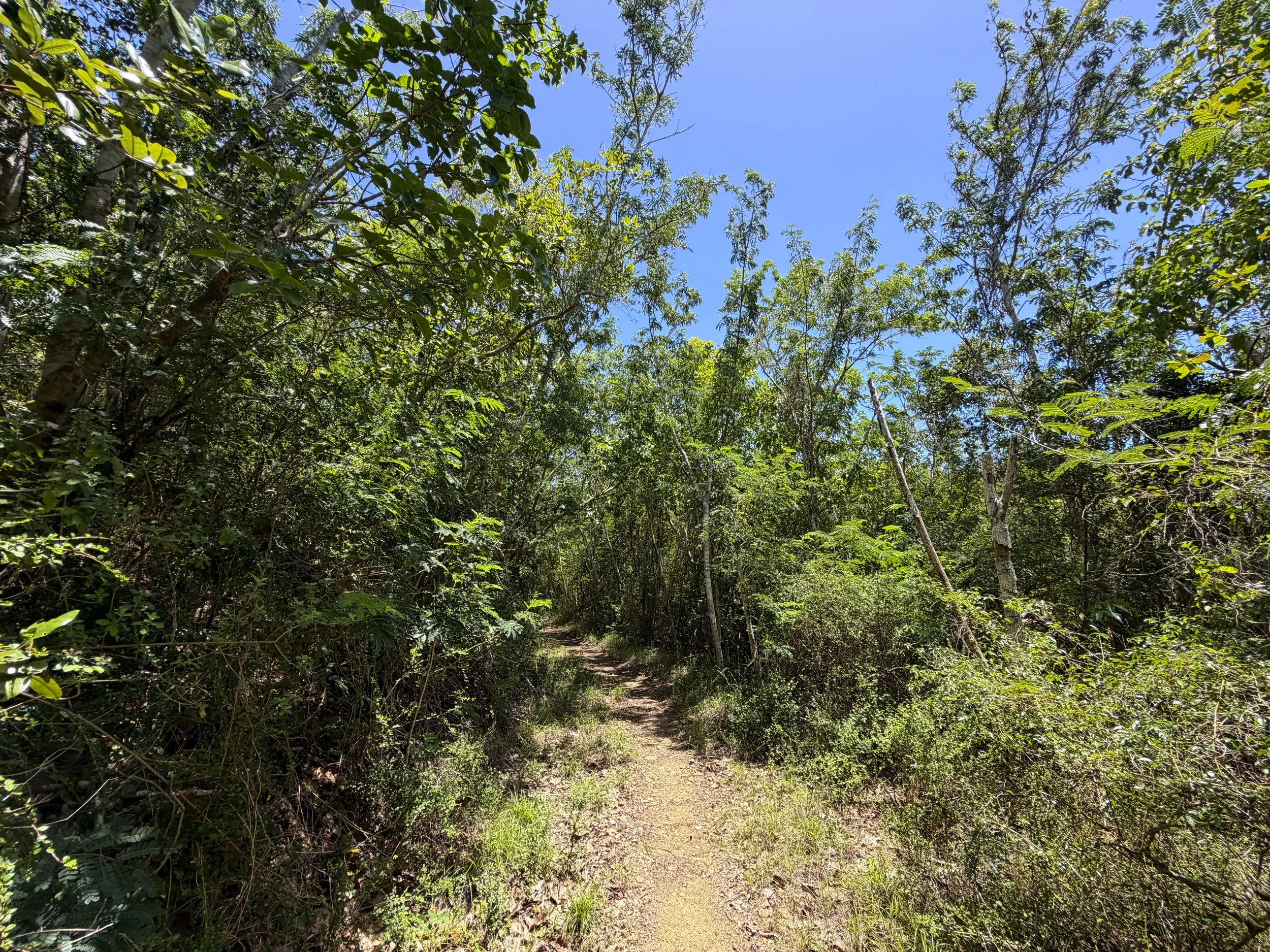 L'Esperance Hike Virgin Islands National Park