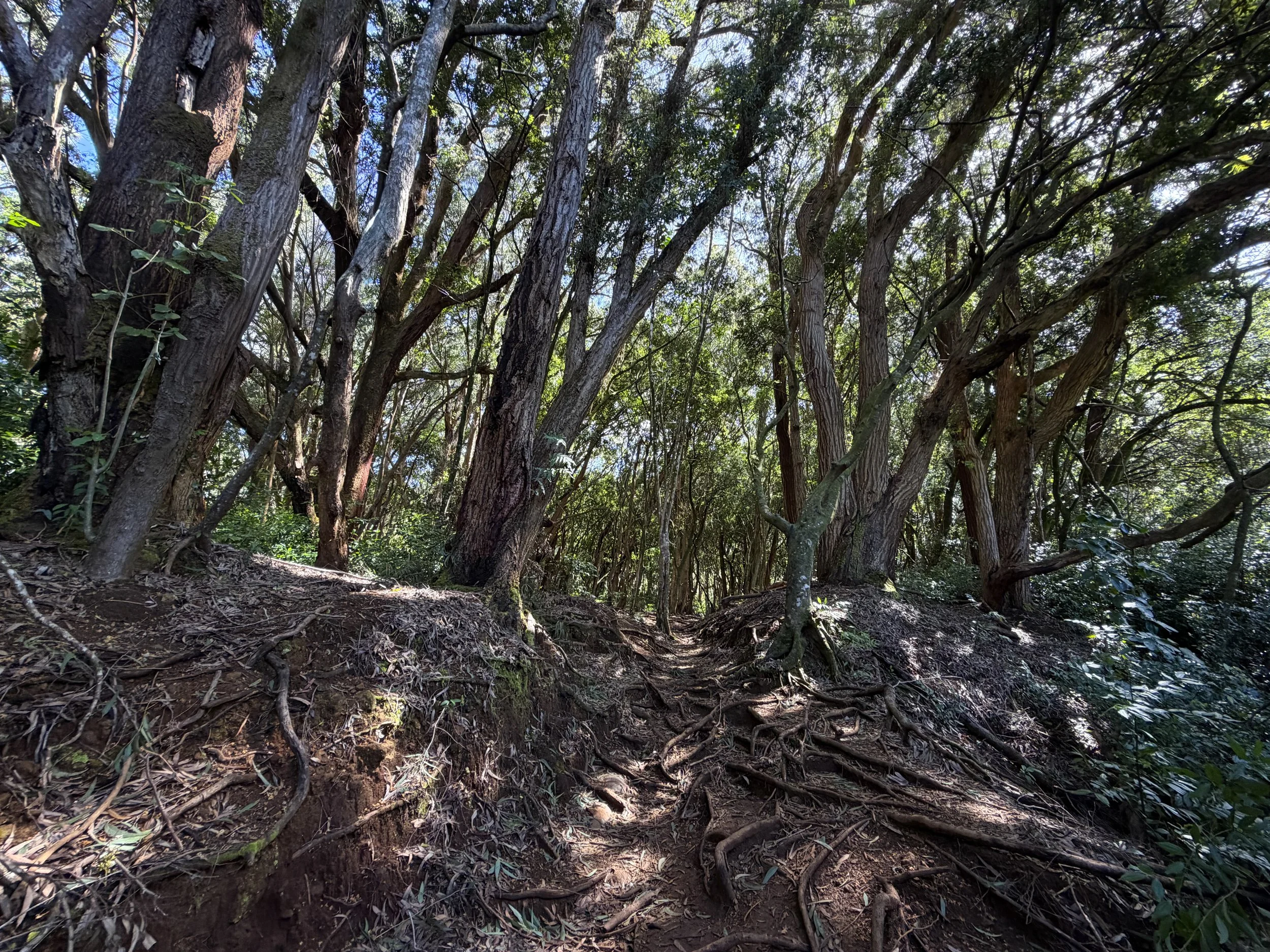 Lulumahu Falls Hike Oahu Hawaii
