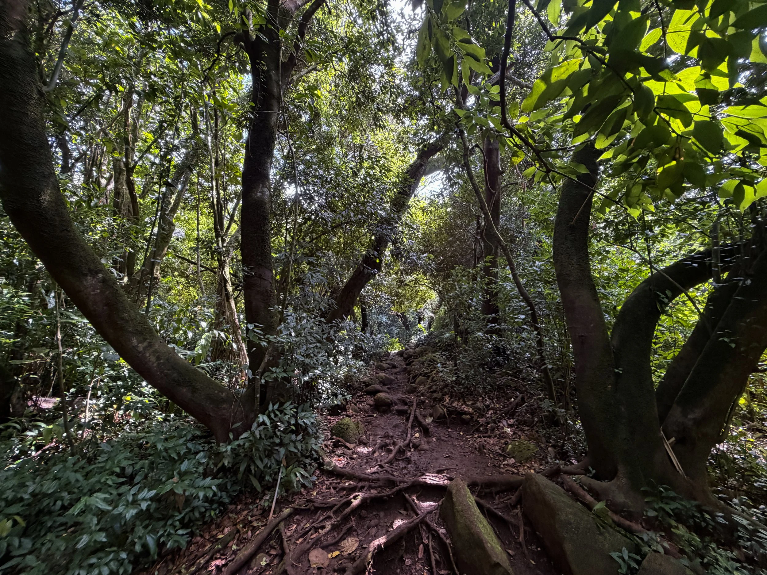 Lulumahu Falls Hike Oahu Hawaii