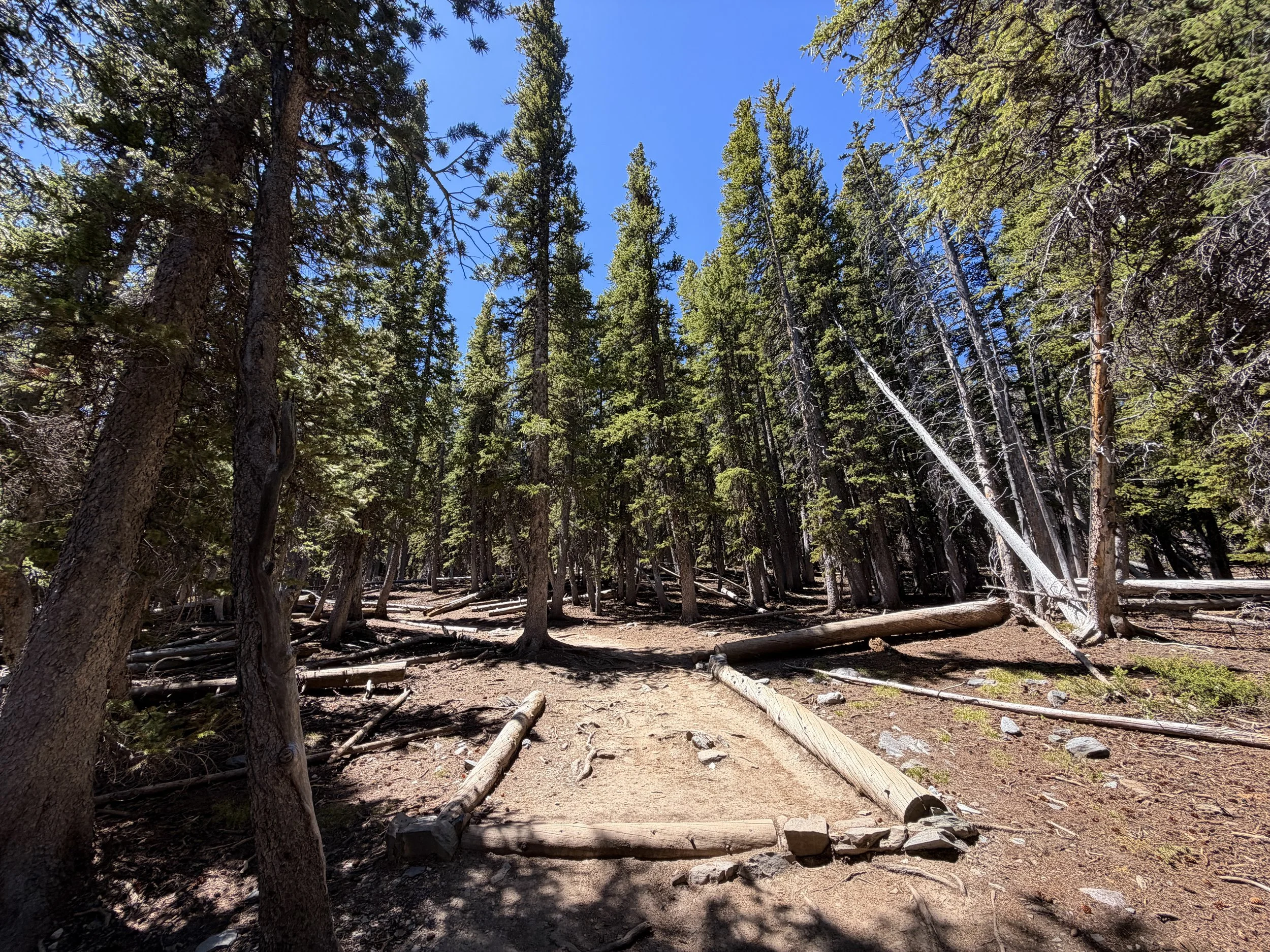 Bristlecone Hike Great Basin National Park Nevada