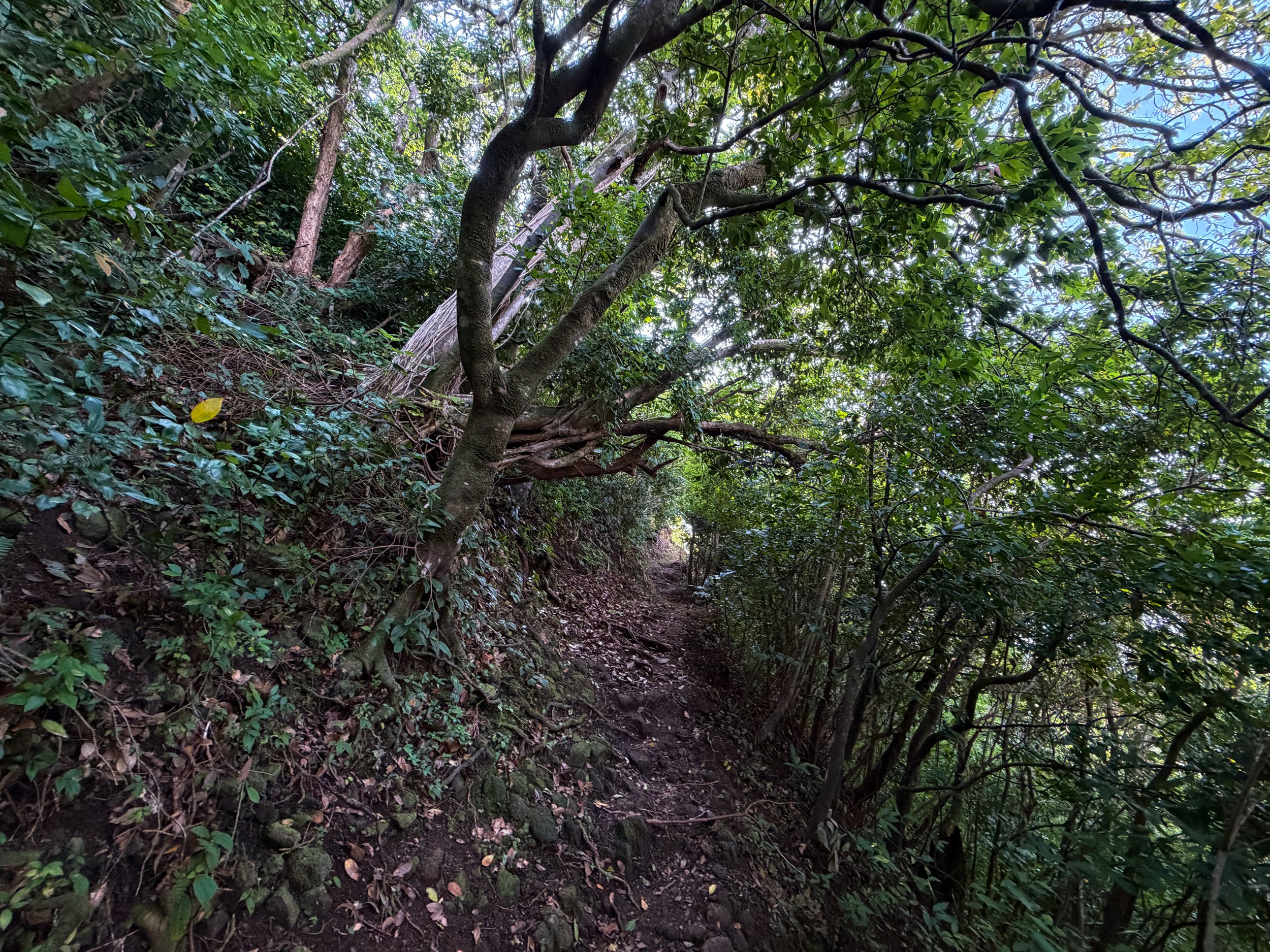 Nuuanu Trail Oahu Hawaii