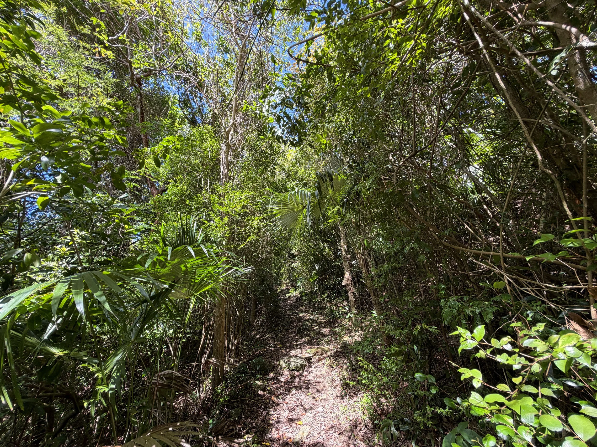 Bordeaux Mountain Trail Virgin Islands National Park