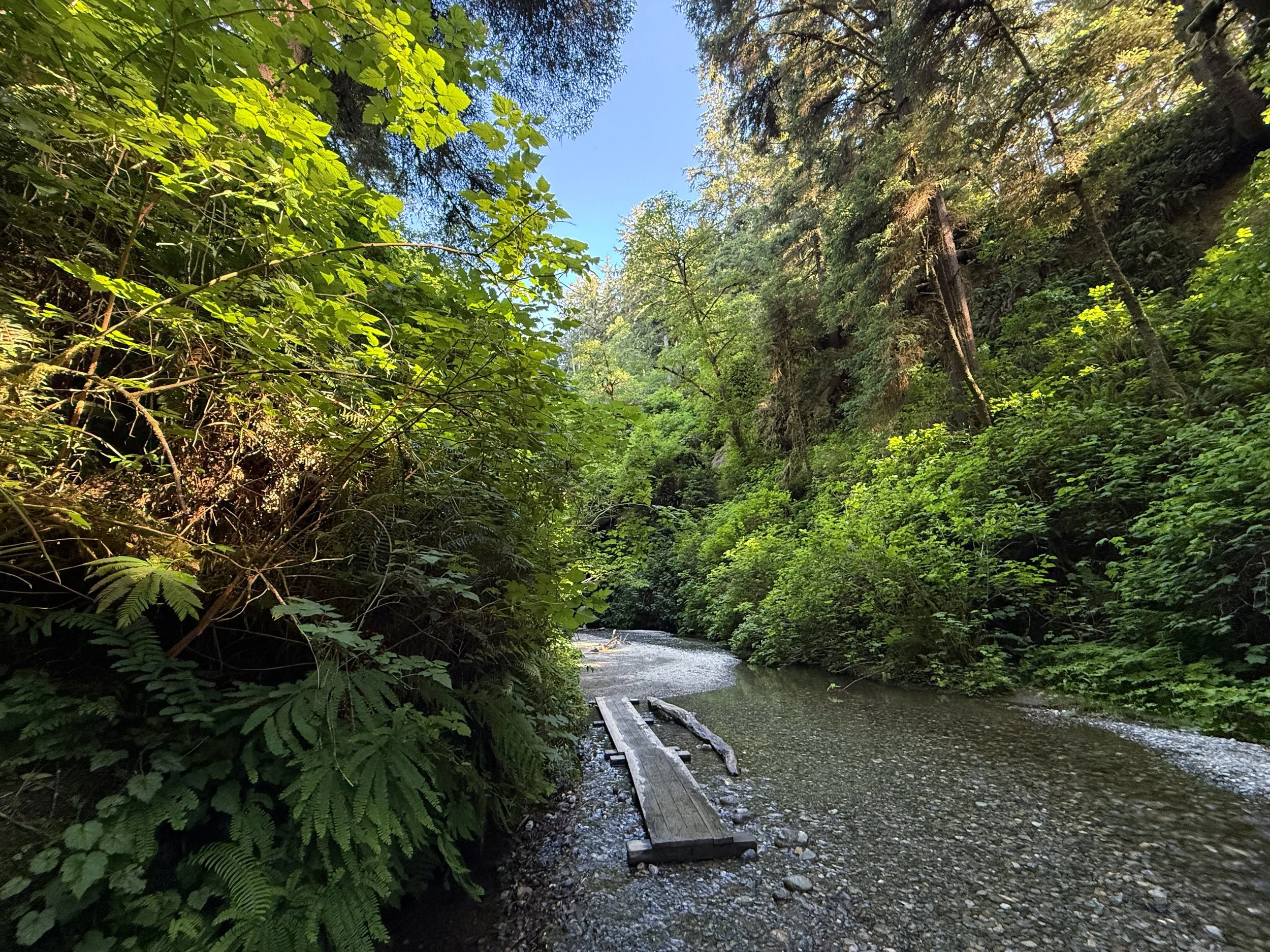 Fern Canyon Loop Trail Prairie Creek Redwoods State Park California