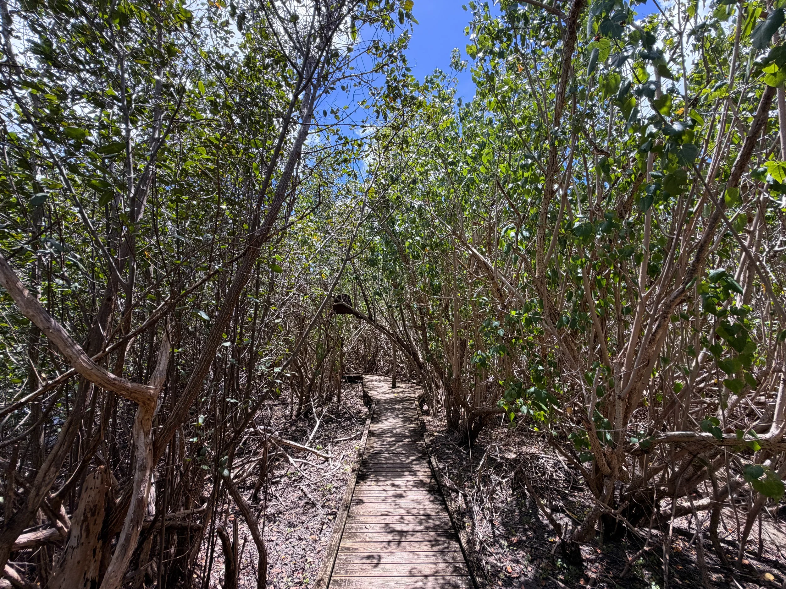 Francis Bay Loop Trail Virgin Islands National Park