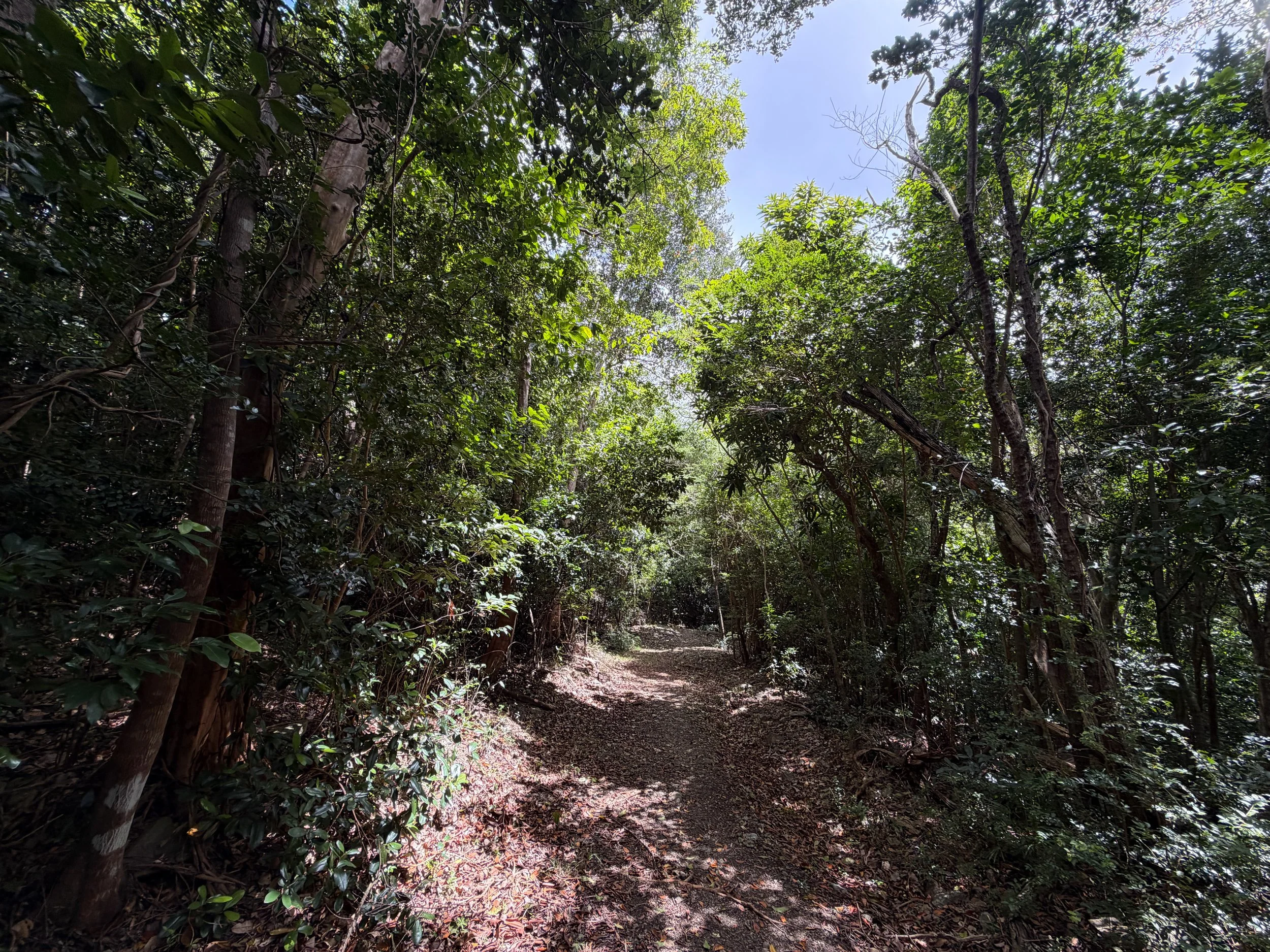 L'Esperance Trail Virgin Islands National Park