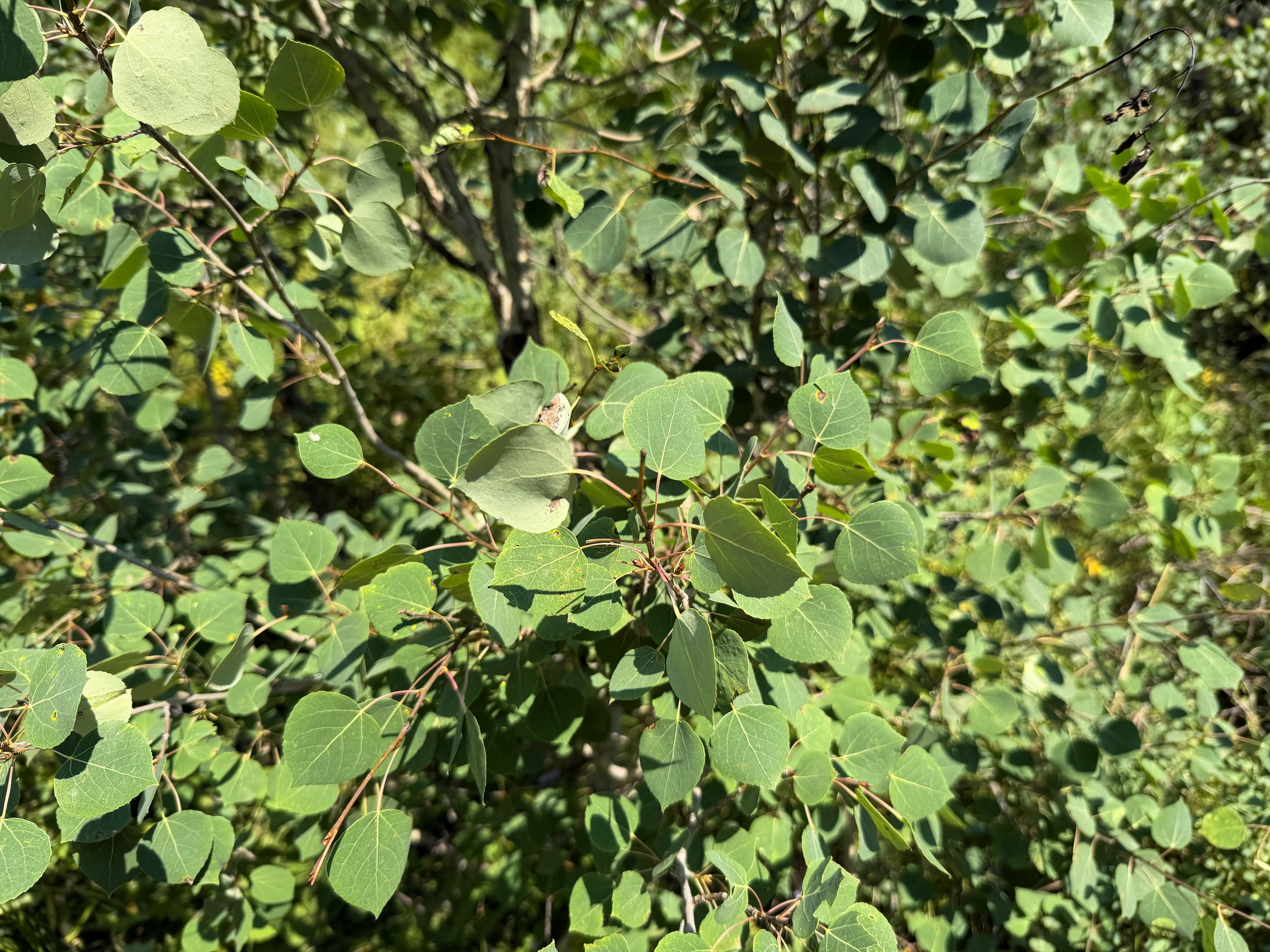 Aspen Populus tremuloides